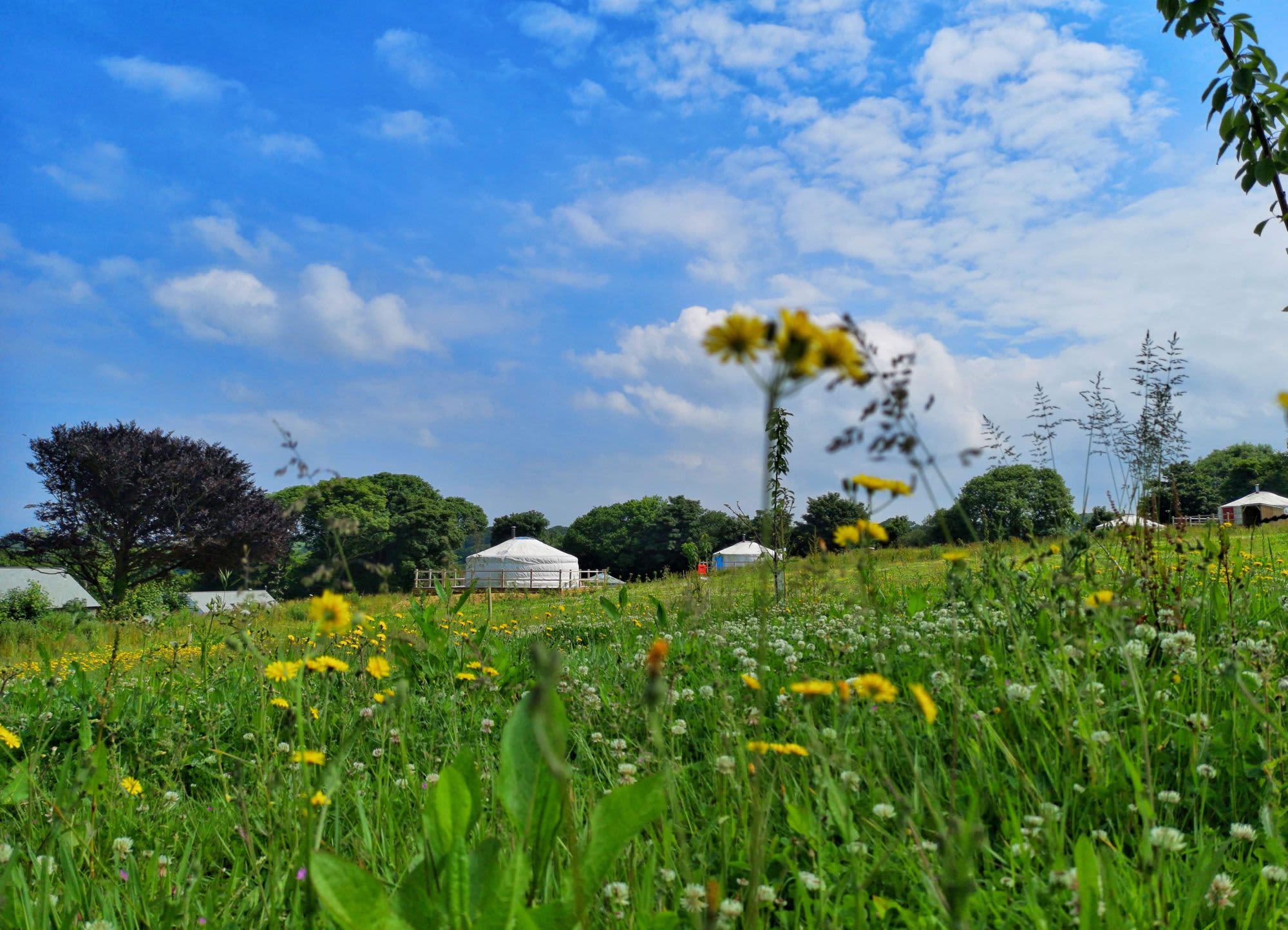 Real Glamping at the Fir Hill