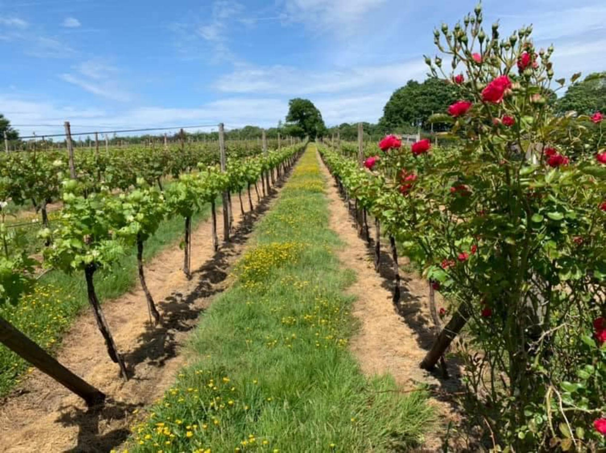 Downsview Vineyard