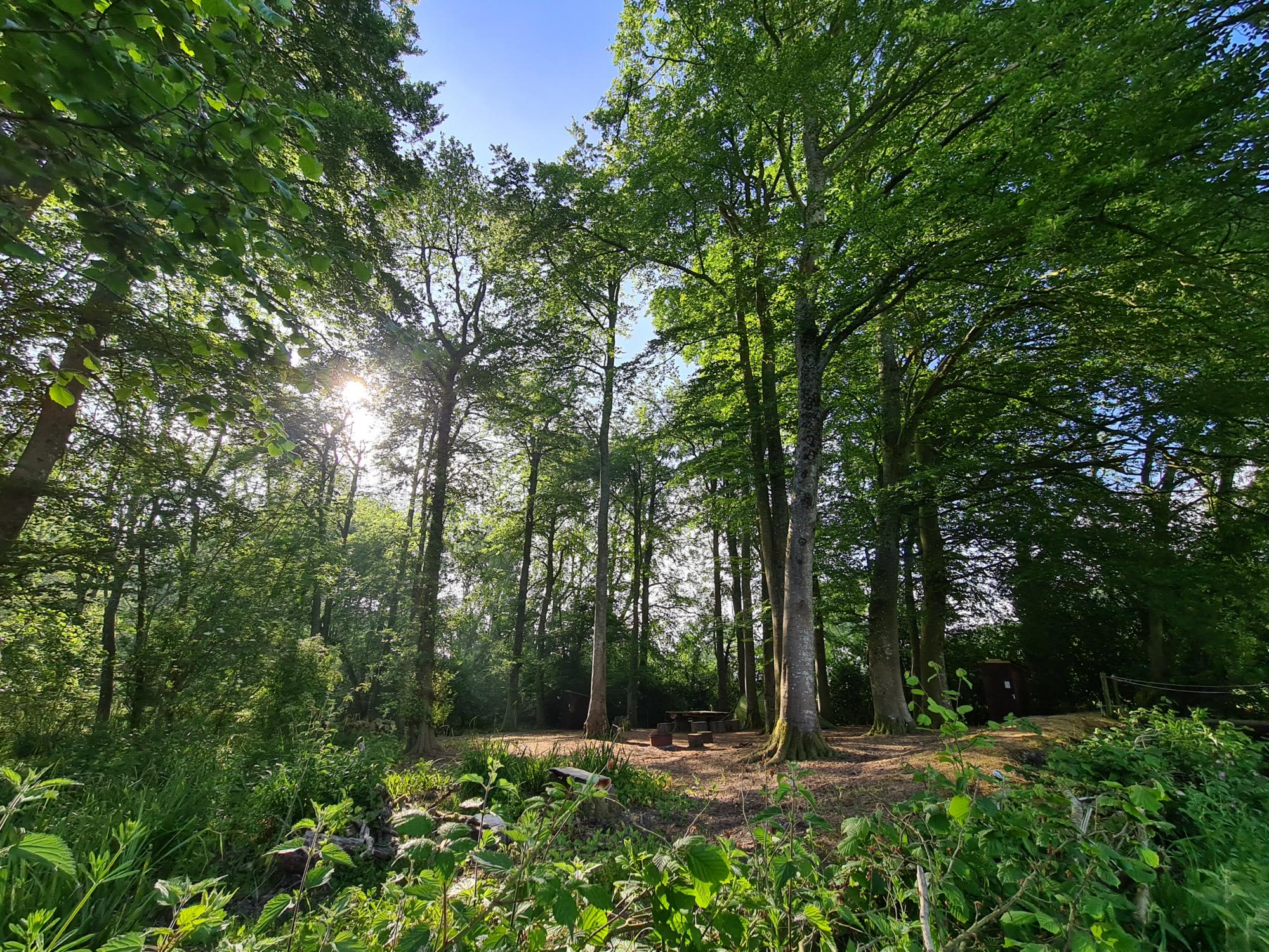 Wytch Wood Camping