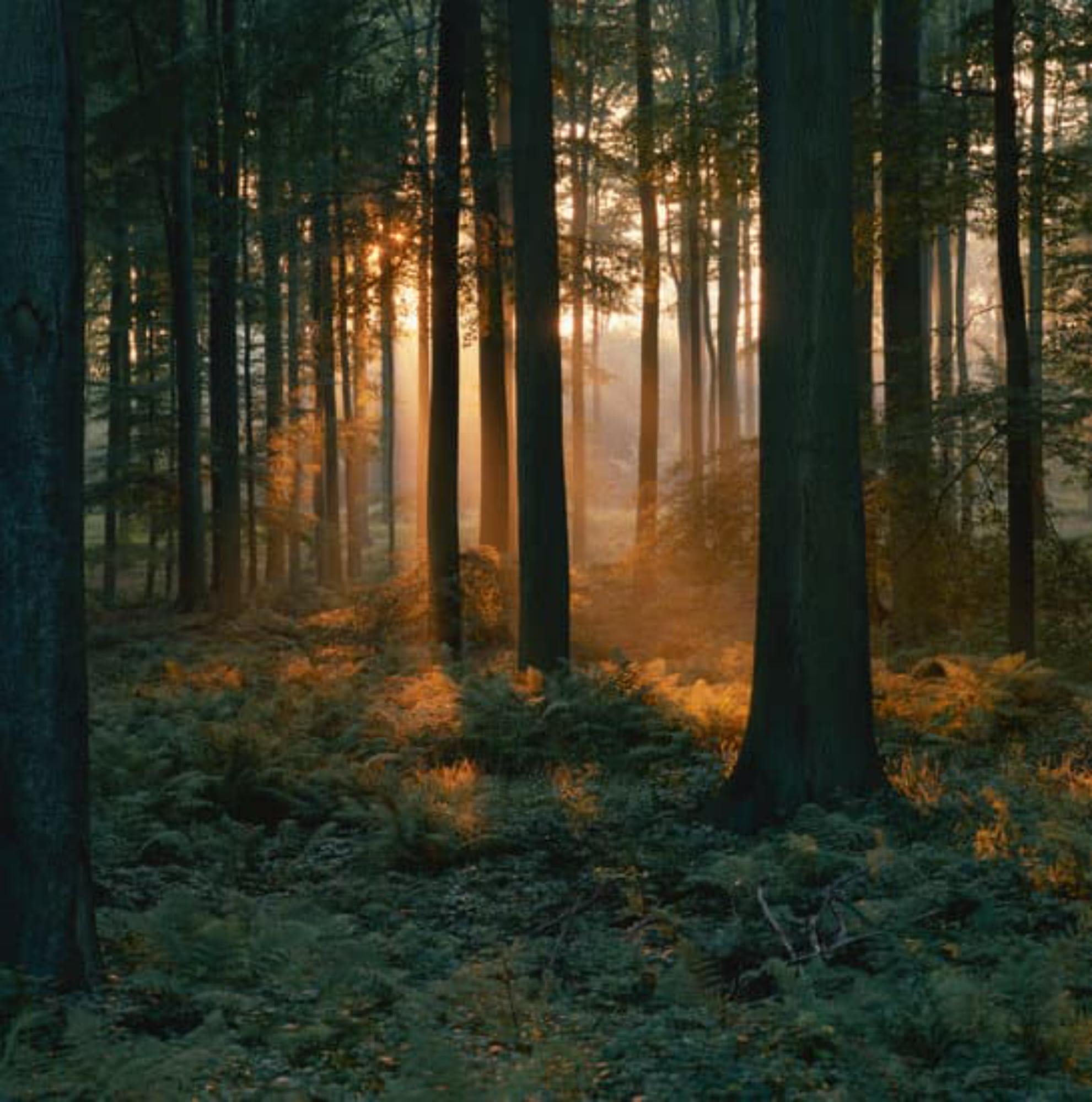 Woodland Wild Camping Pitch