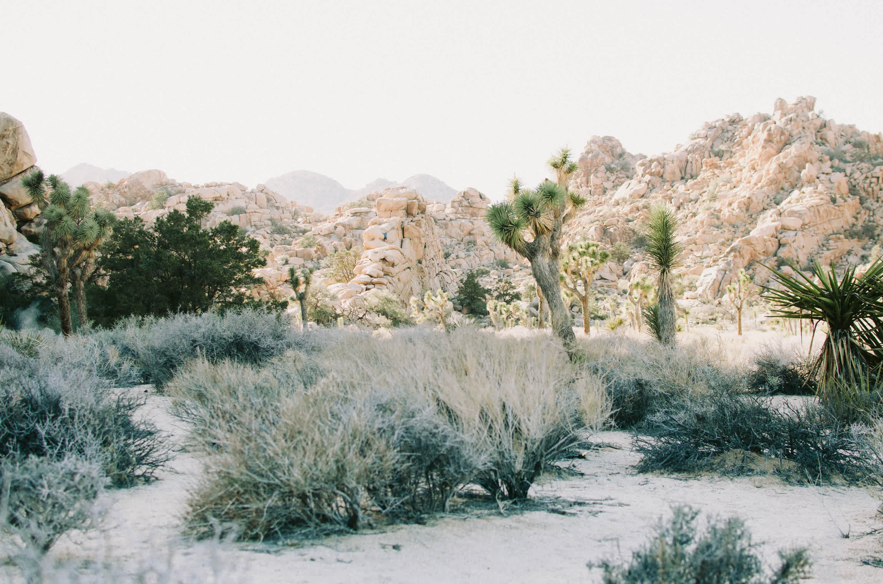 Joshua Tree National Park