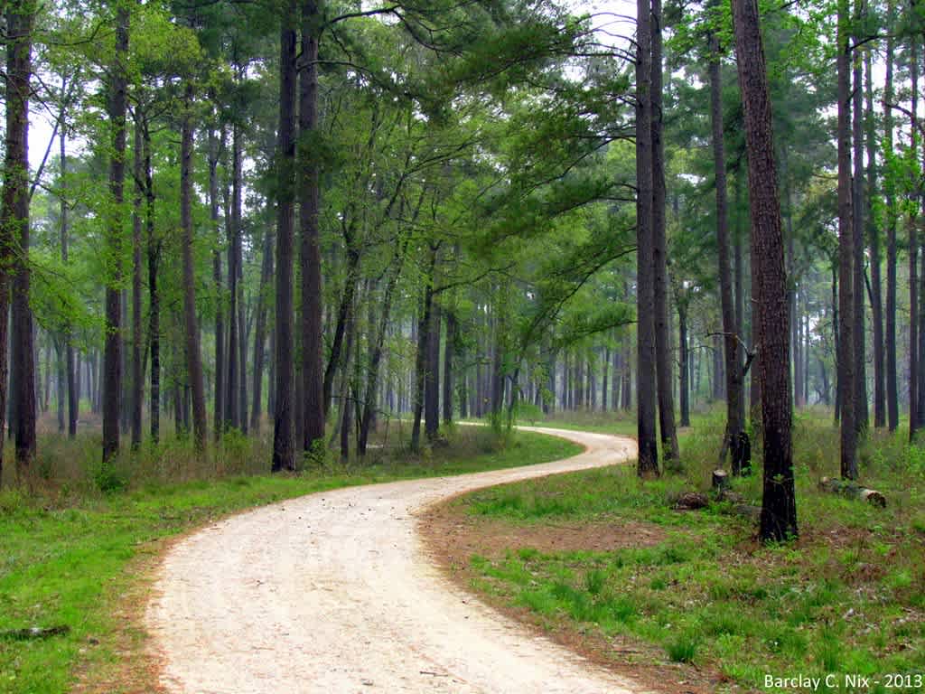 Sam Houston National Forest