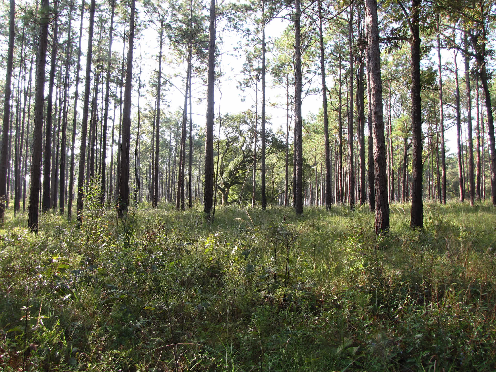 Seminole State Park