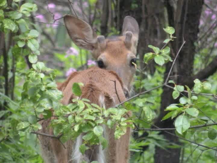 See deer every day. The great horned owl many a day. 
