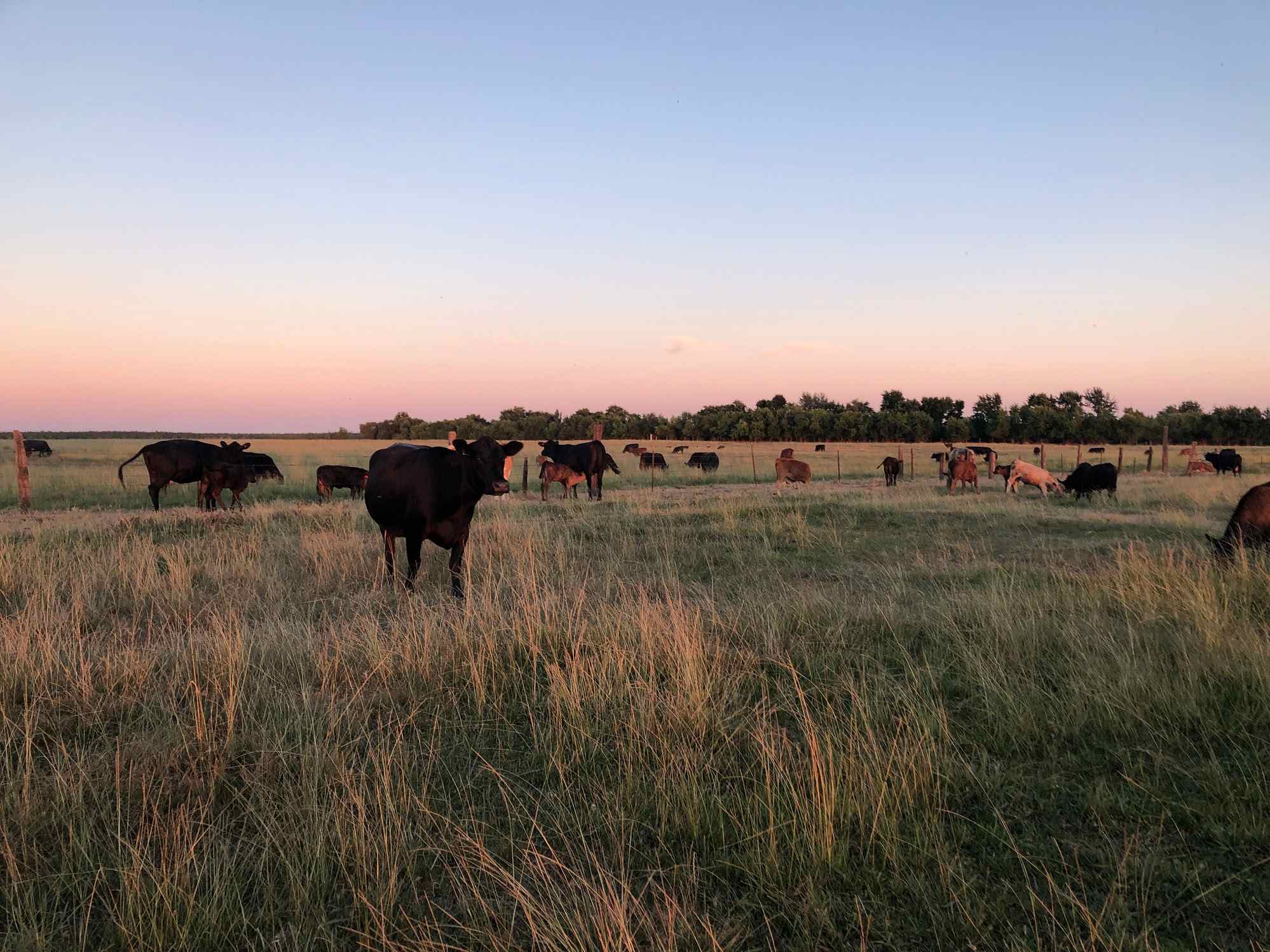 Cows
