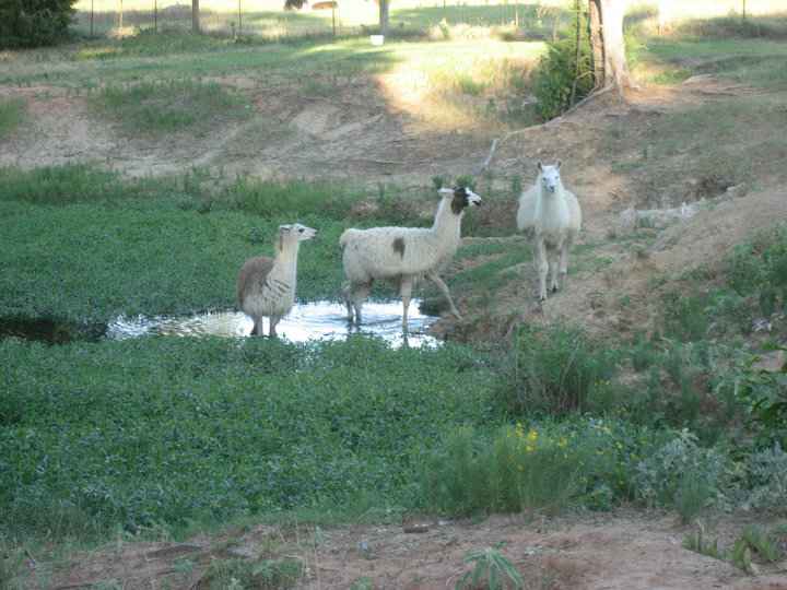 Llama Land Ranch