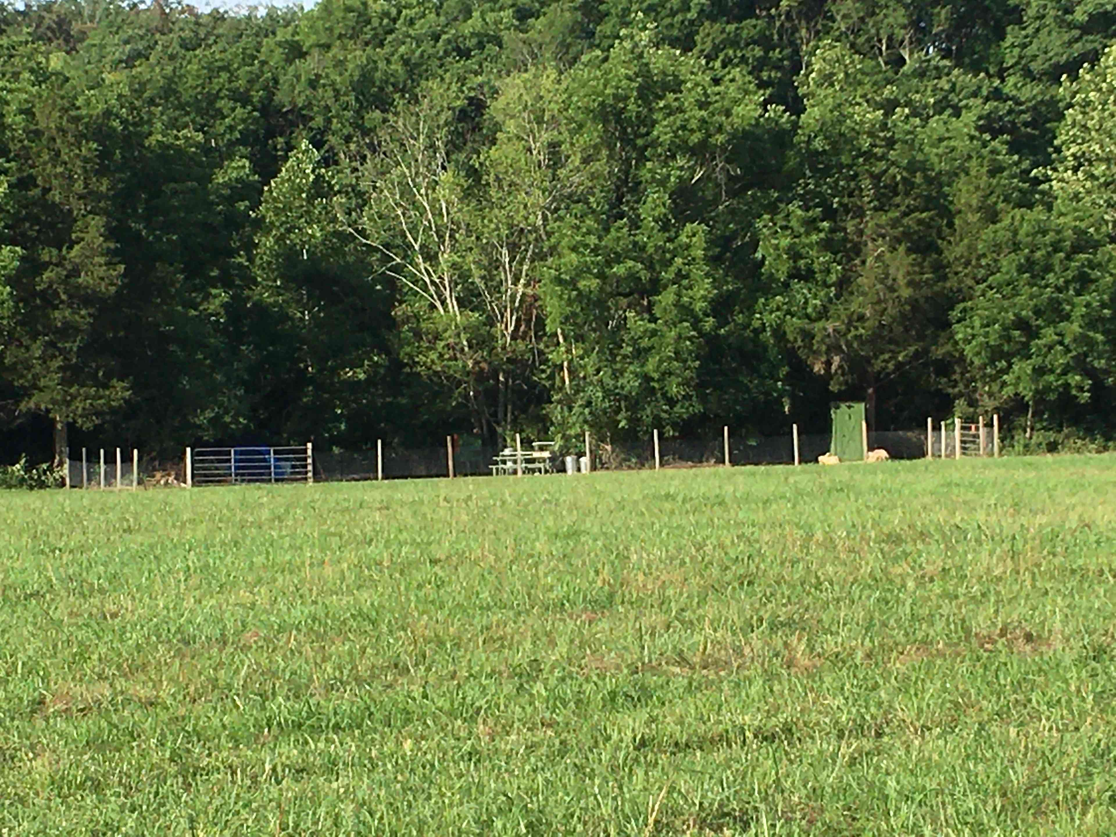 This spacious site is at the far edge of one of our hayfields/horse pastures.  You can see the outhouse is a comfortable distance from the main area.