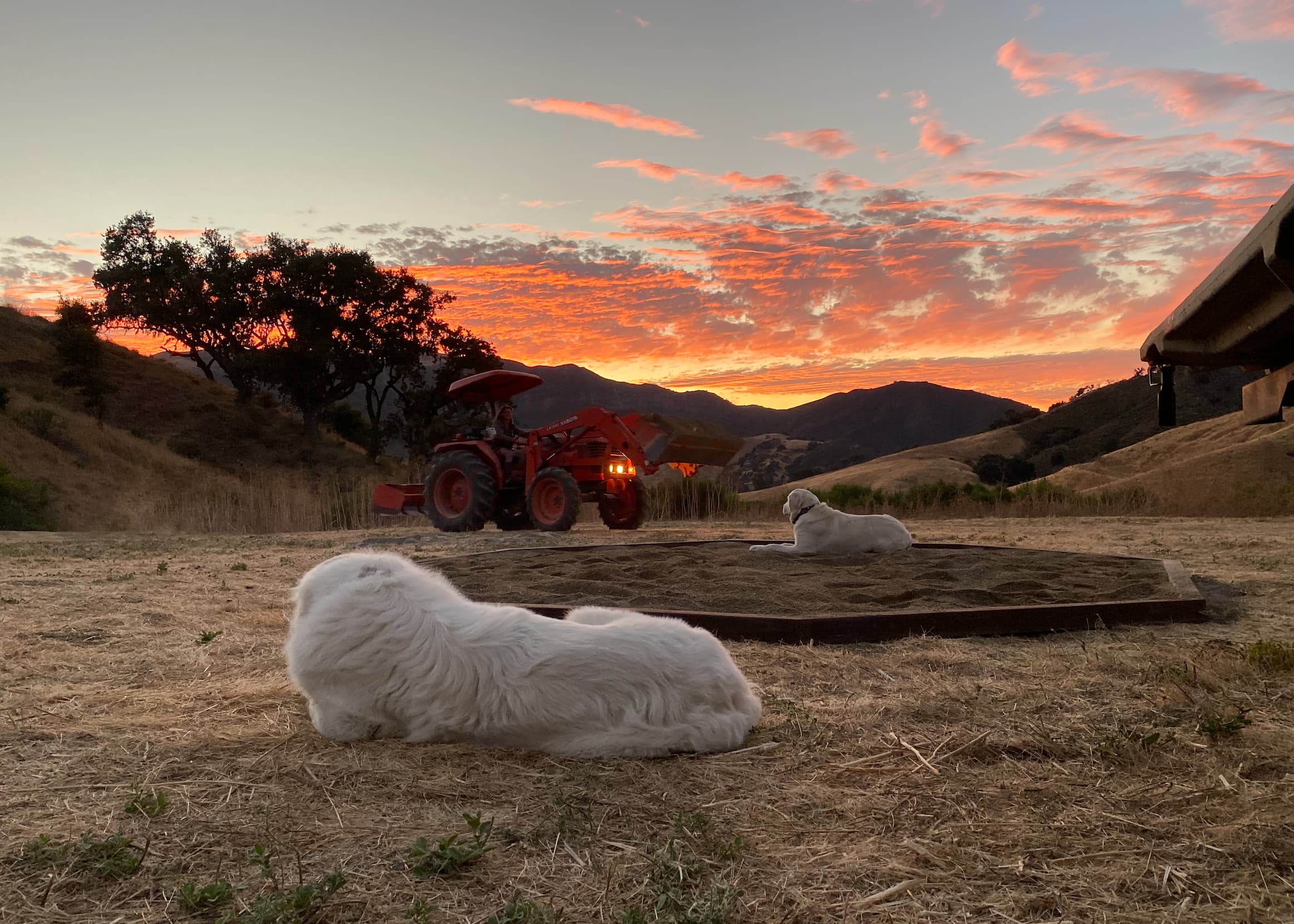Freedog Farms @ Cactus Flower Ranch