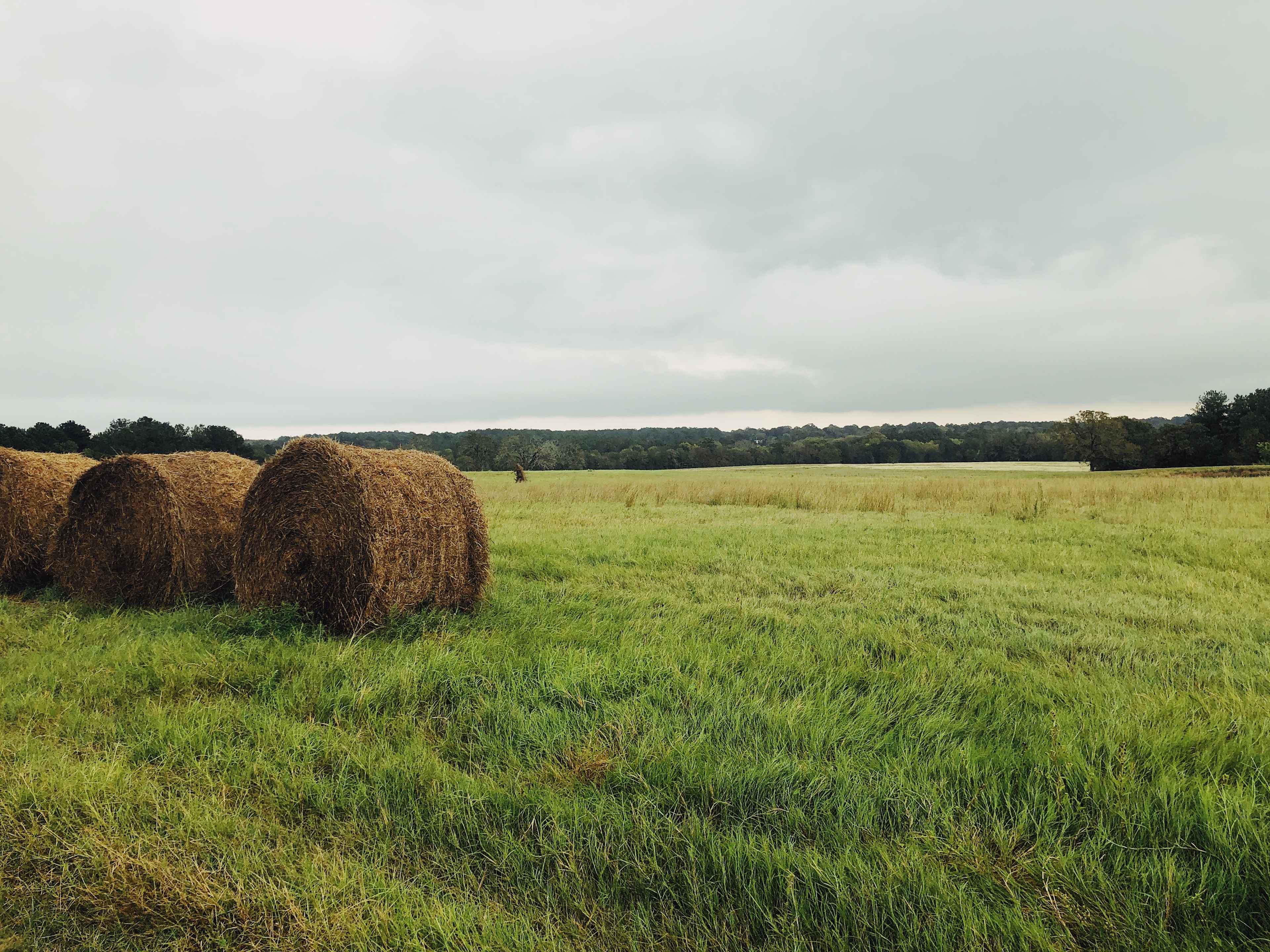 5D RANCH
