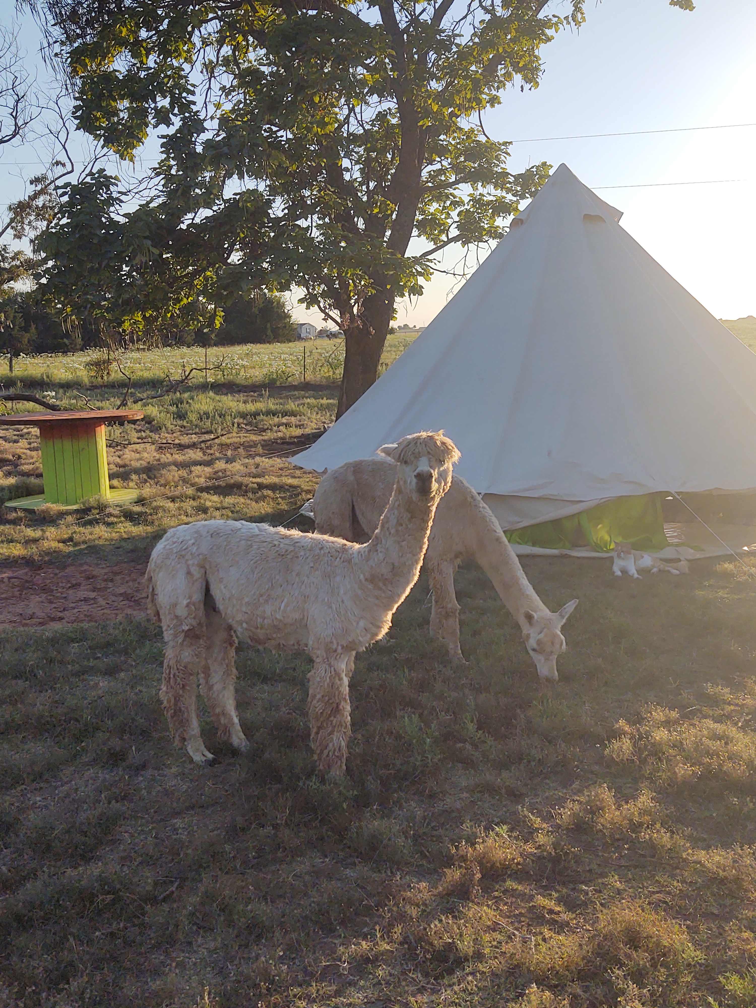 alpaca camping