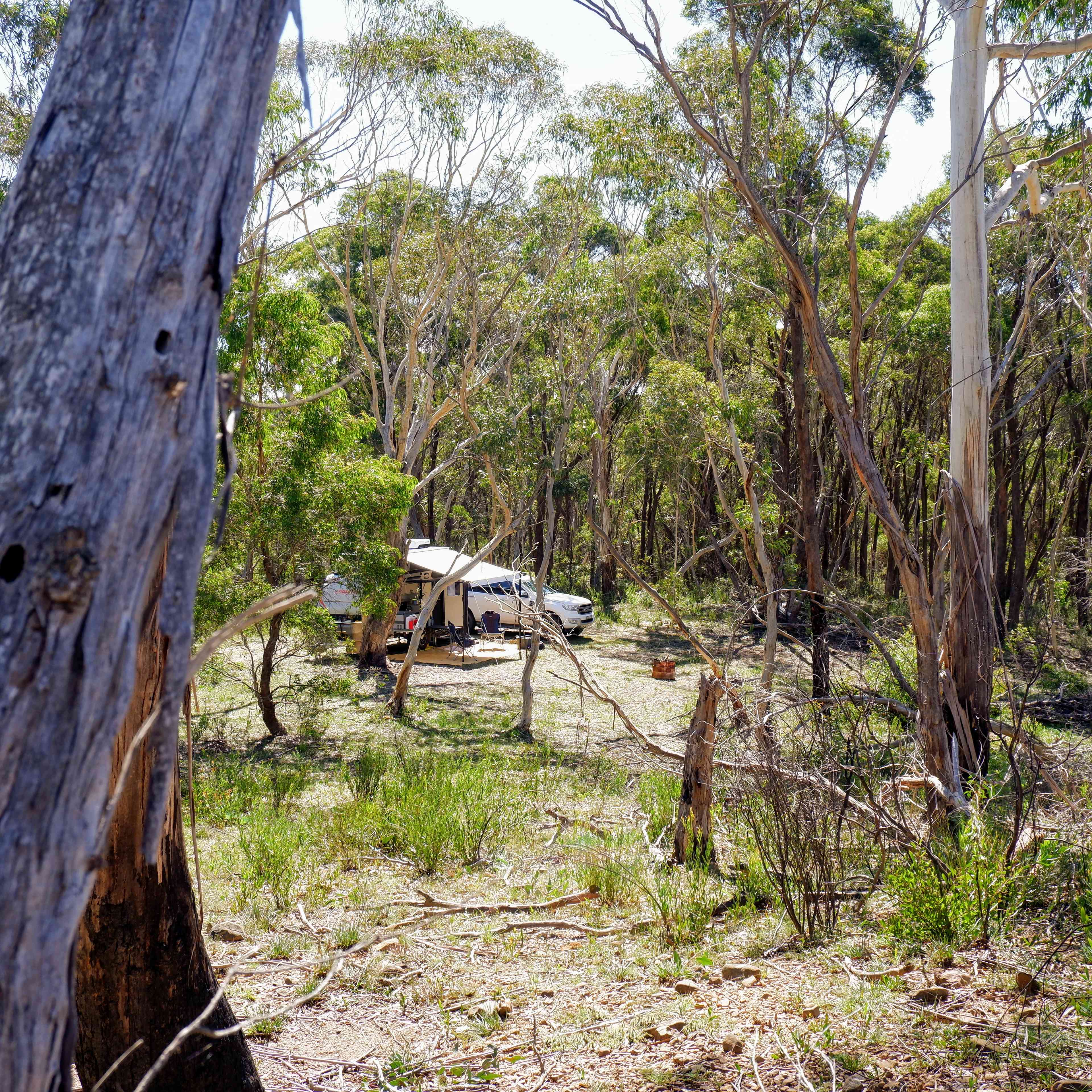 Scribbly Gum secluded bush camping