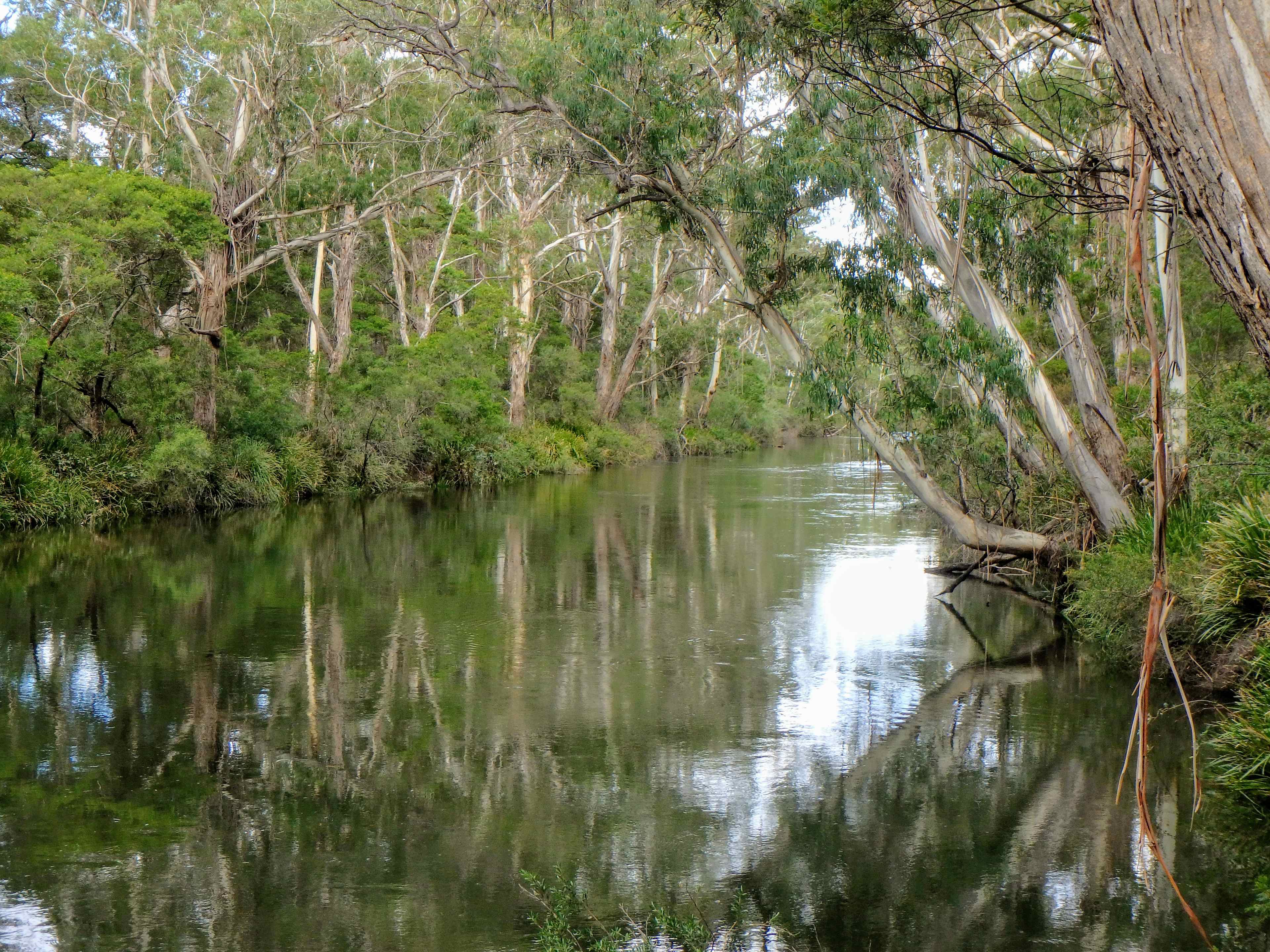 Scribbly Gum secluded bush camping