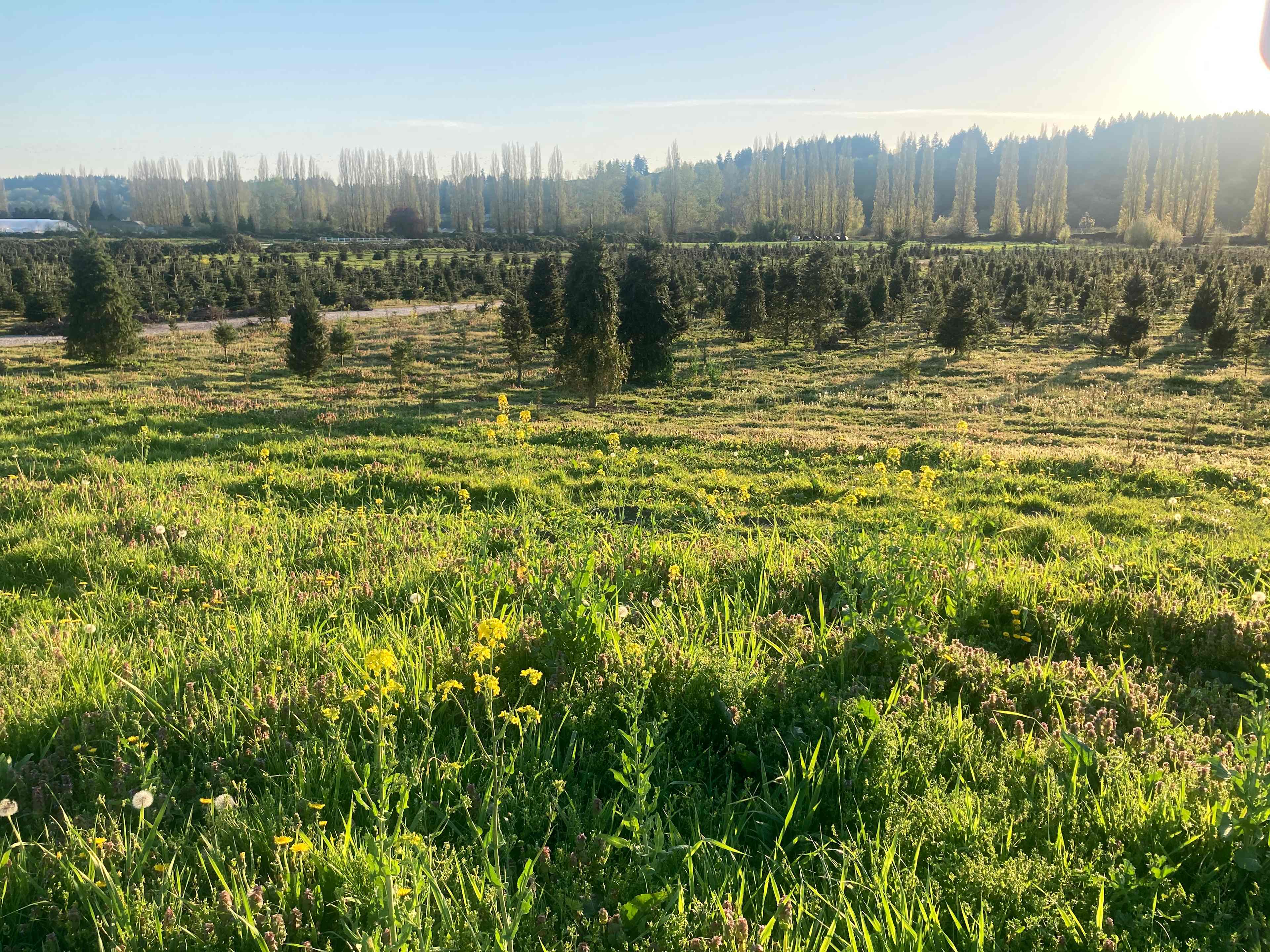 McMurtrey Farm