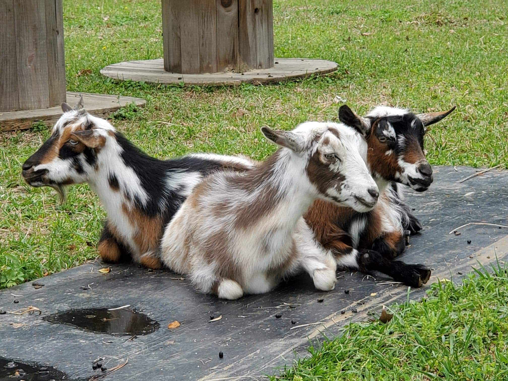 Sunset Hill Farm