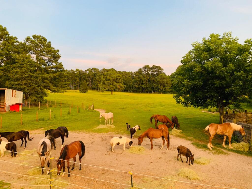 The horses gathered for dinner