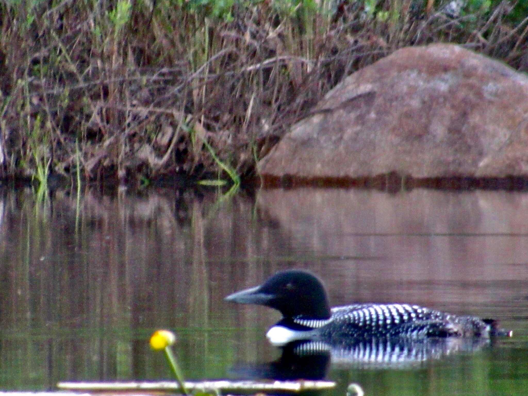 The Lonely Loon