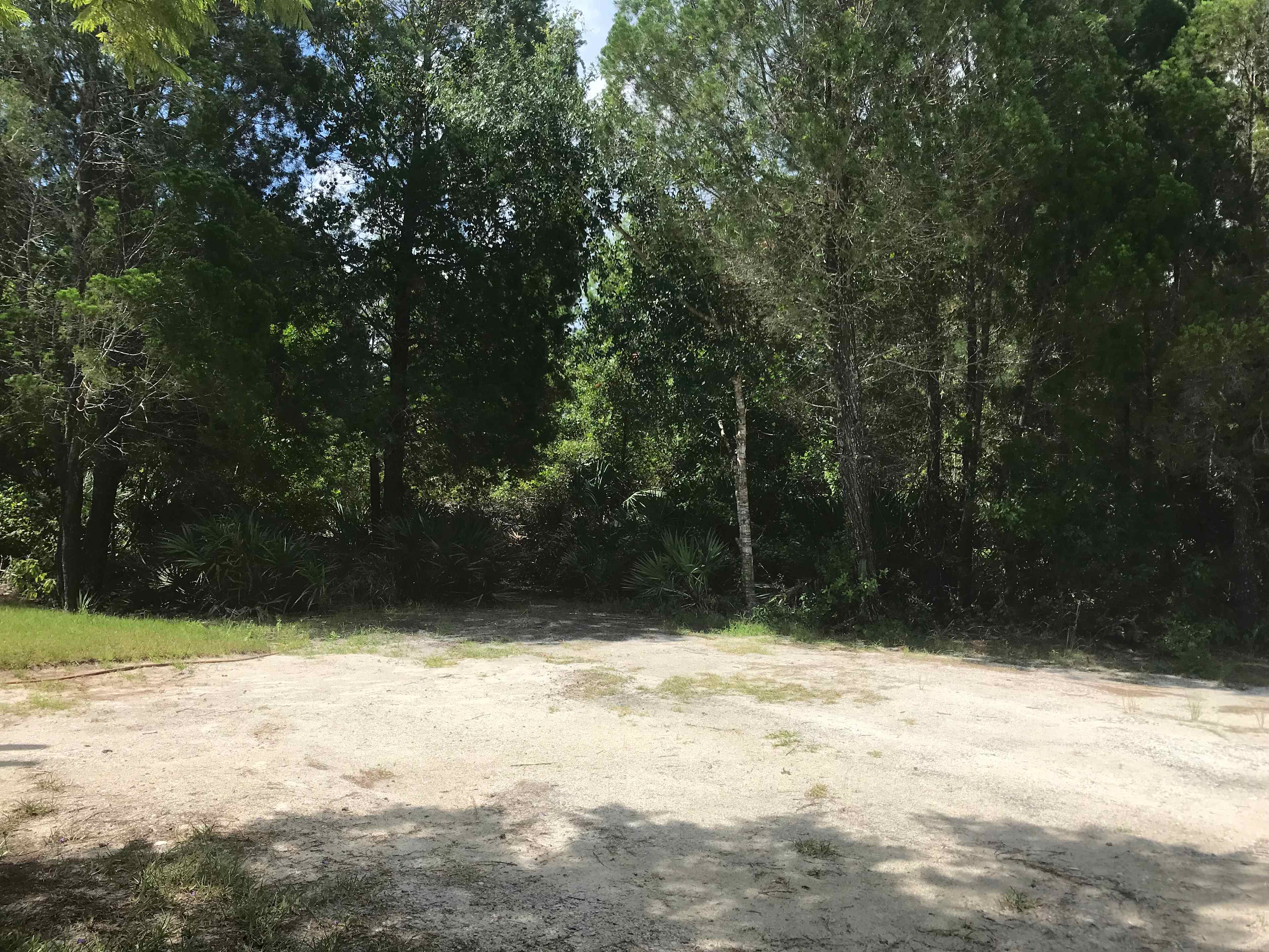 Pine Tree Paradise