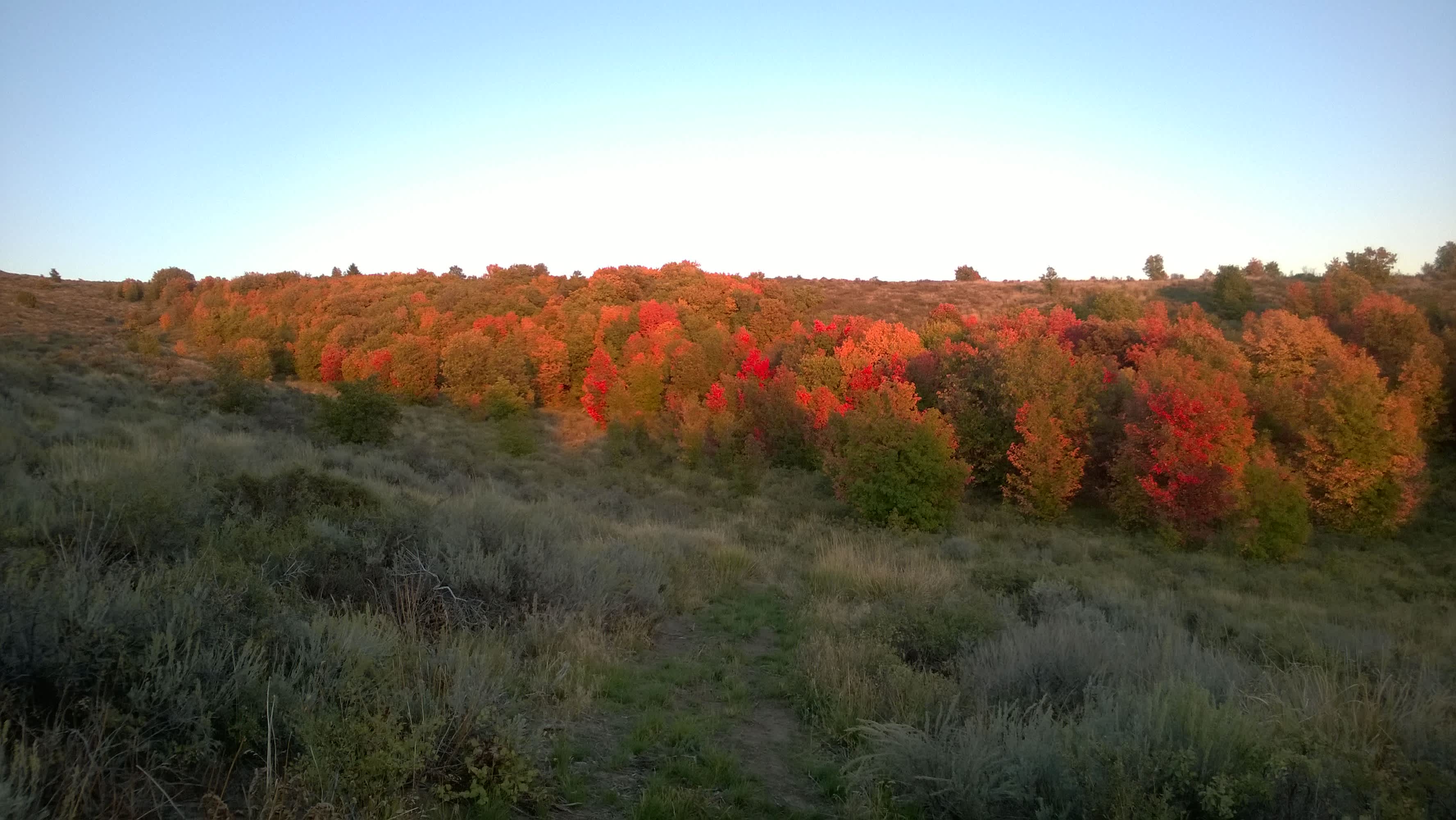 Moonlight Mine Acres