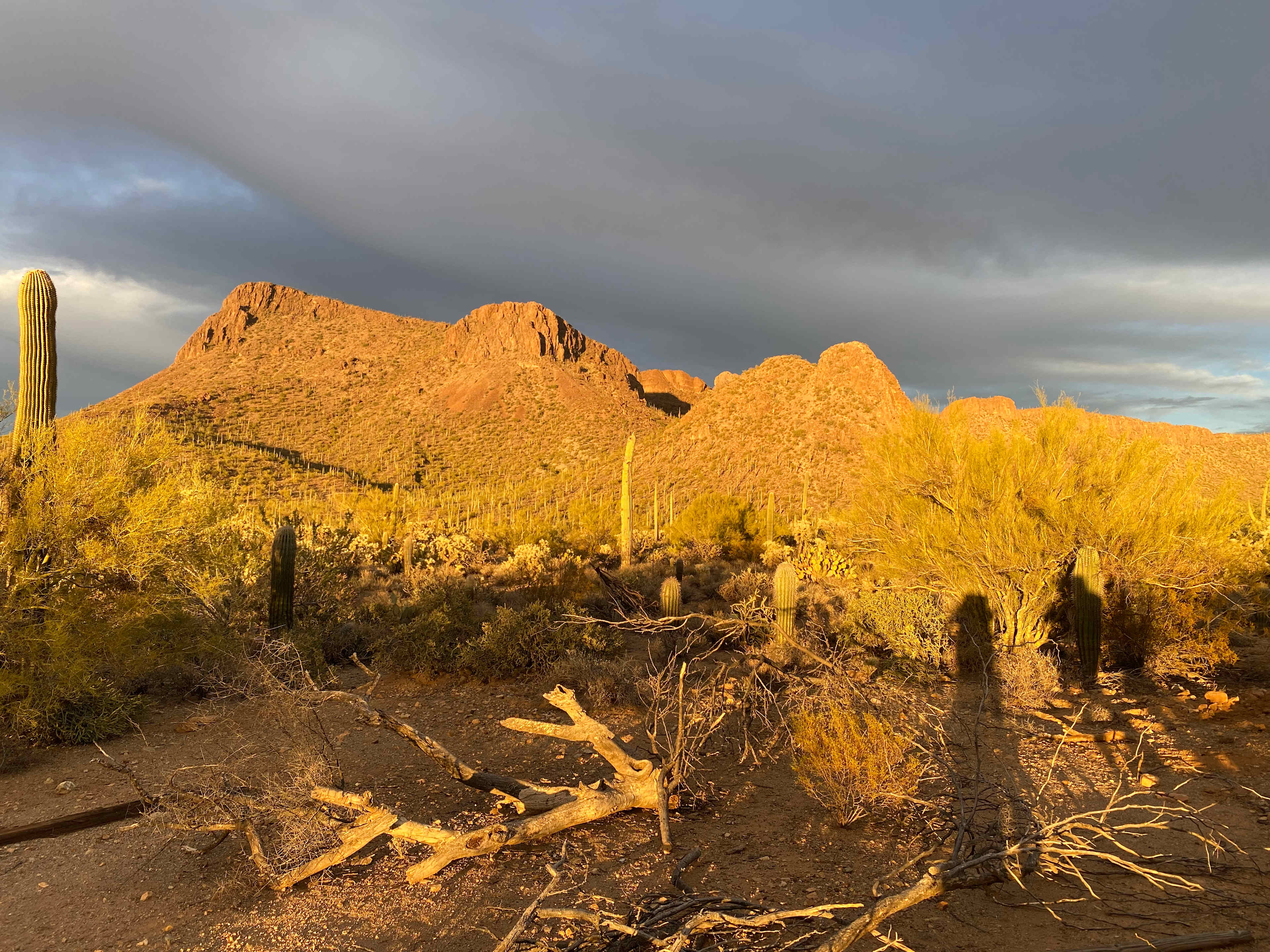 Saguaro national monument west