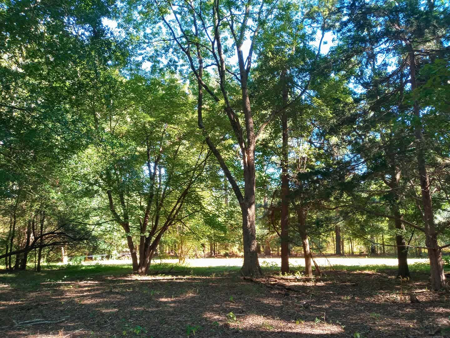 Giant Oaks Horse Farm
