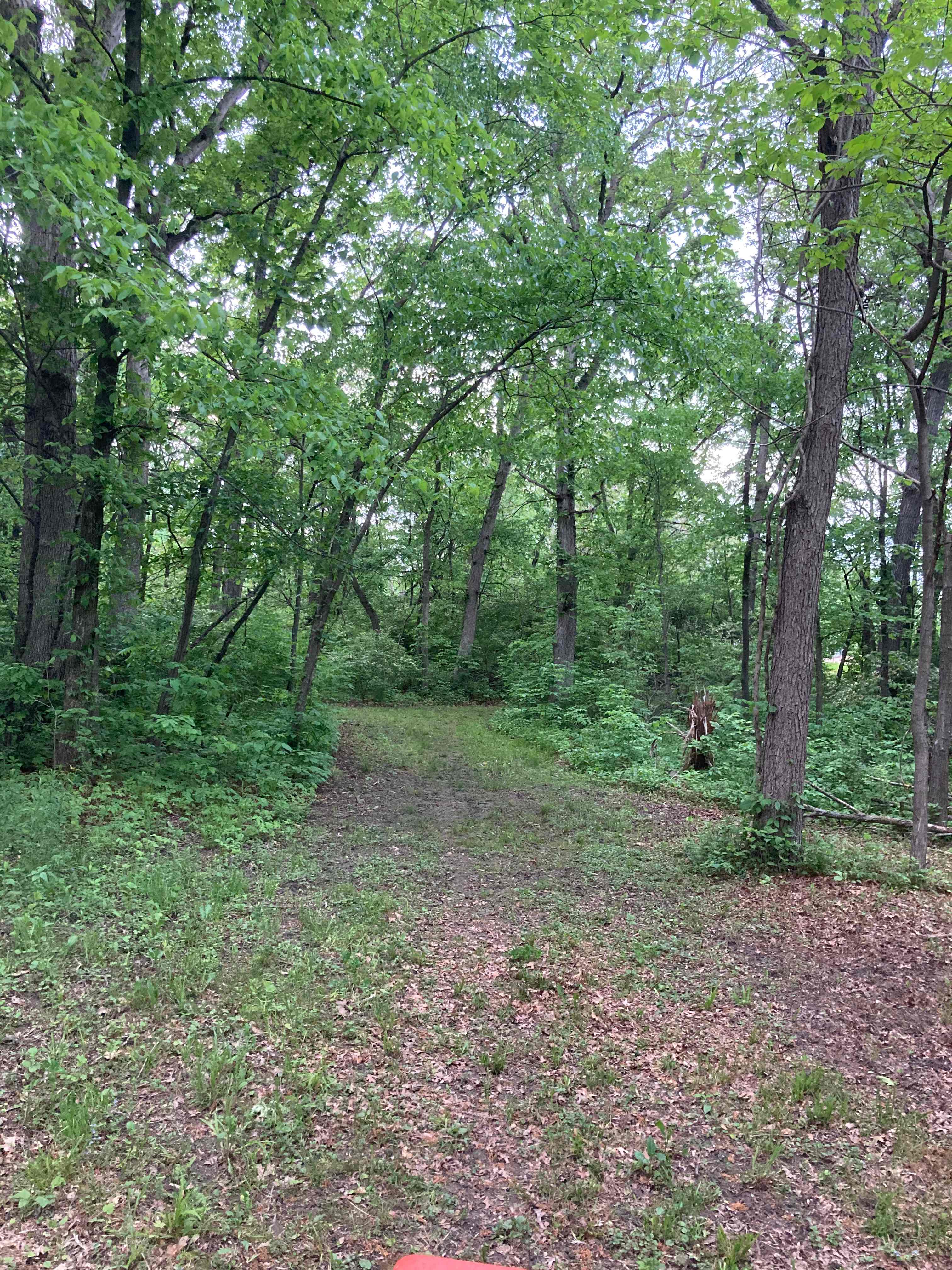 Welcome to our Magical Woods