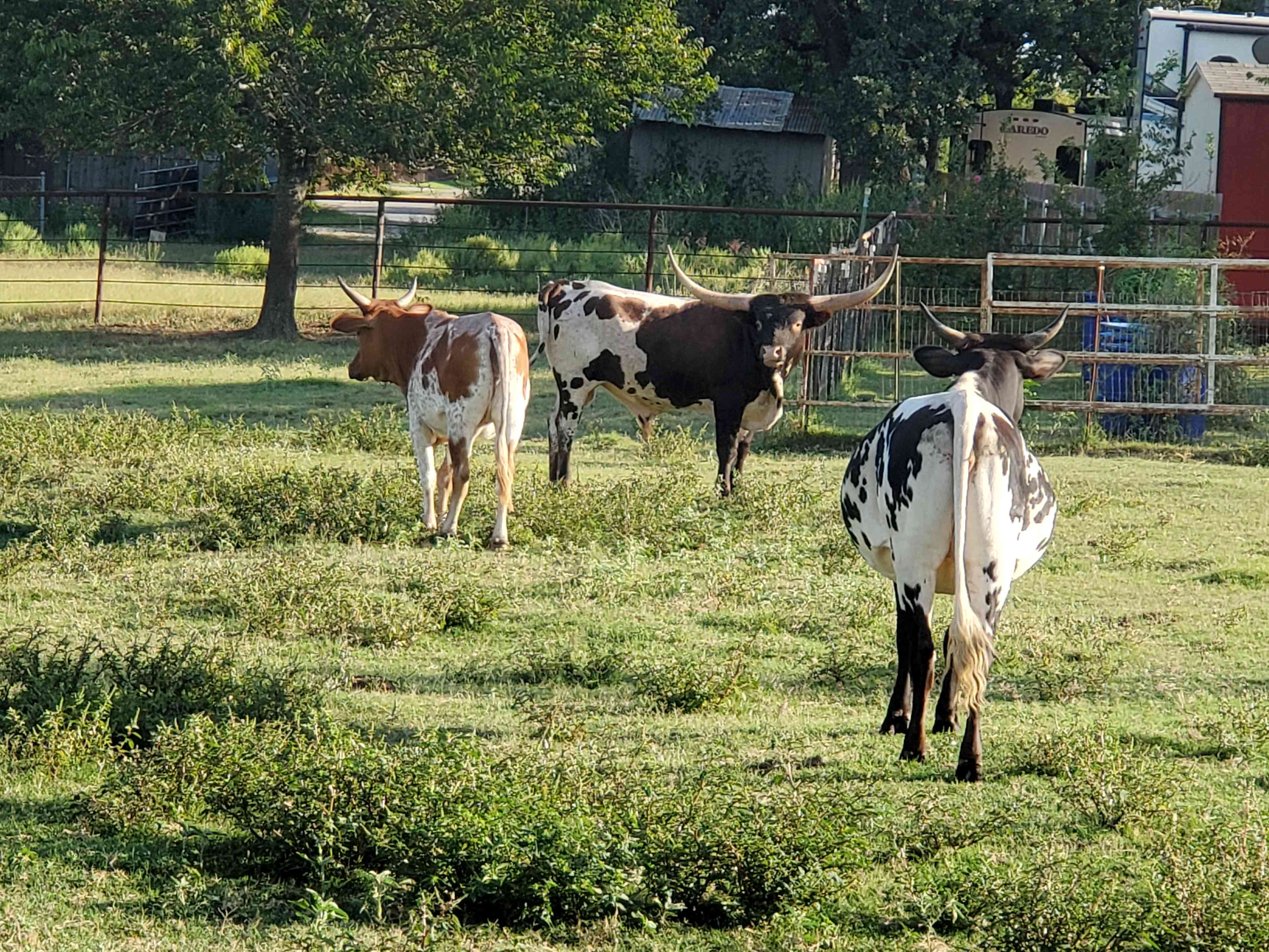 Longhorn cattle
