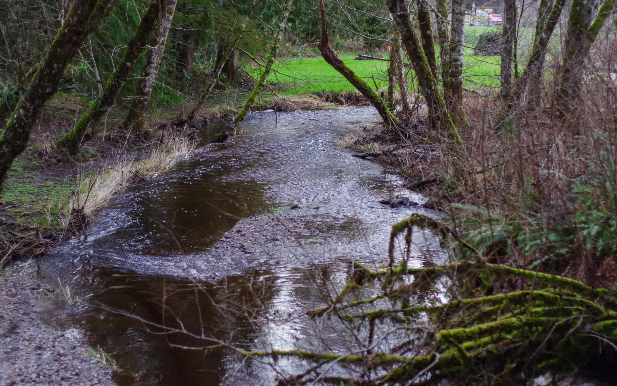 Salmon Creek