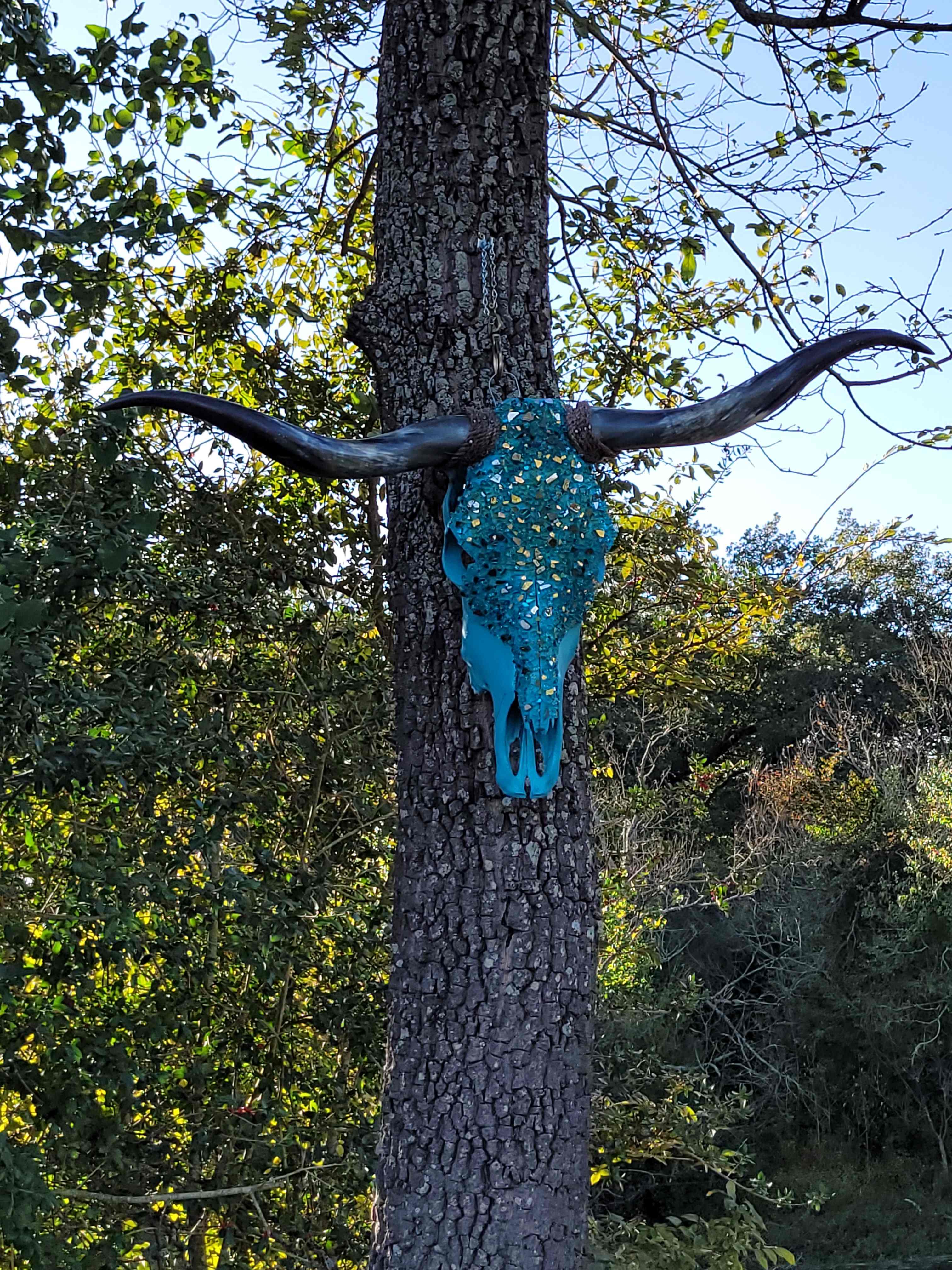 Bull head on Angel Island.