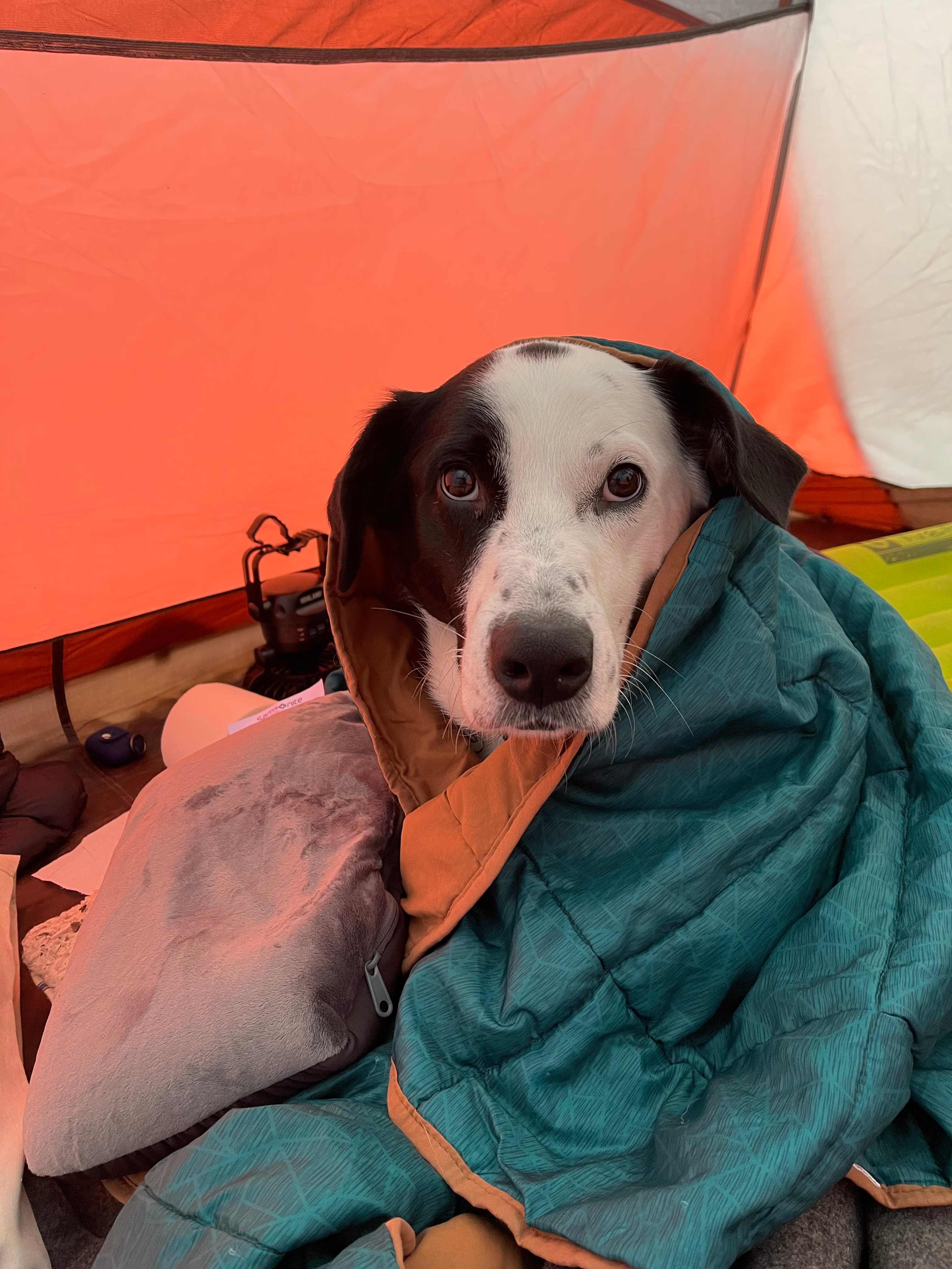 Pets are allowed and our dog had a blast!