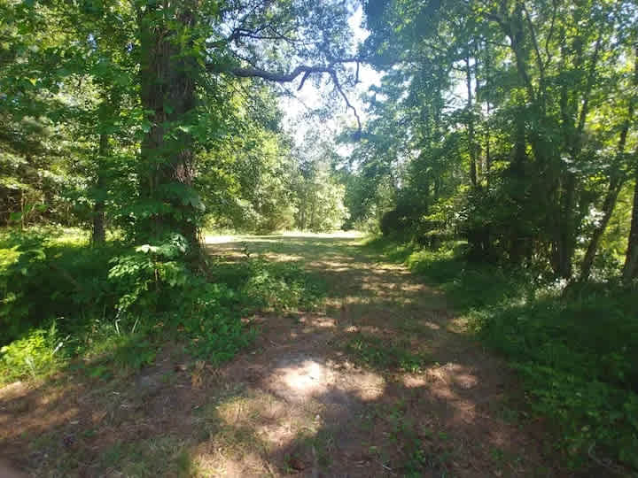 Forest Bathing Campsite