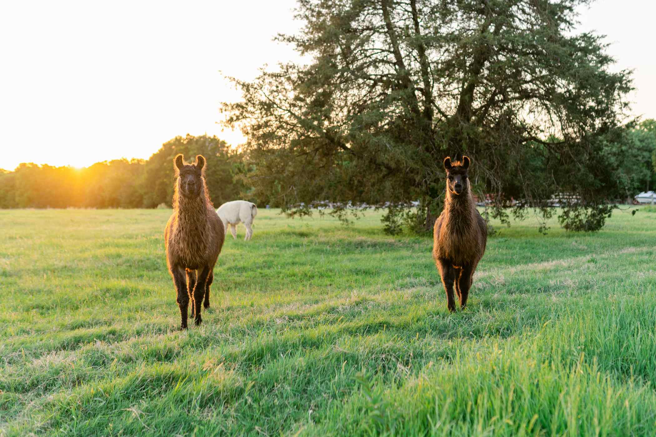 These two came over at sunset looking for graham crackers.