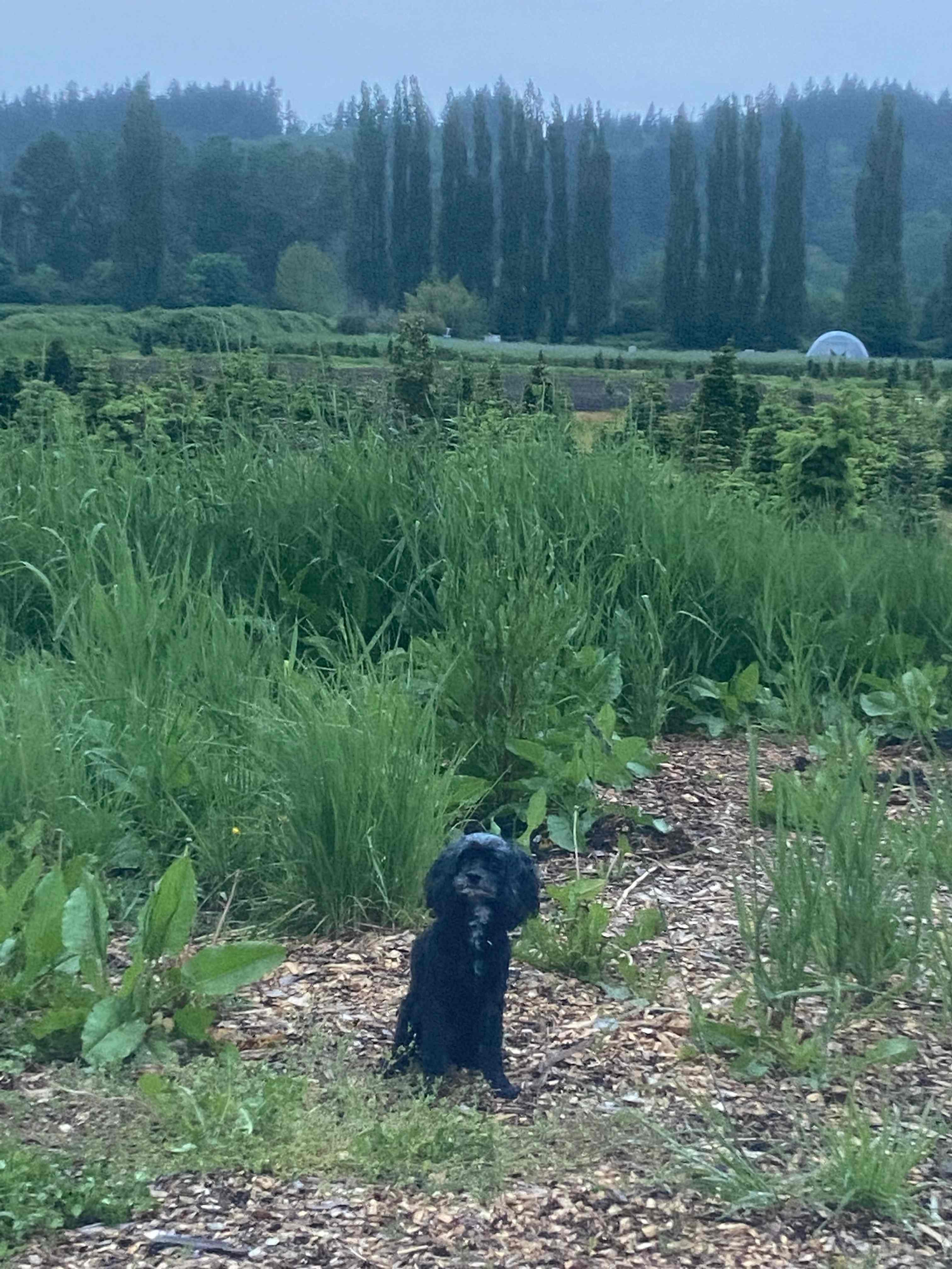 First camping trip for our dog, Cookie! 