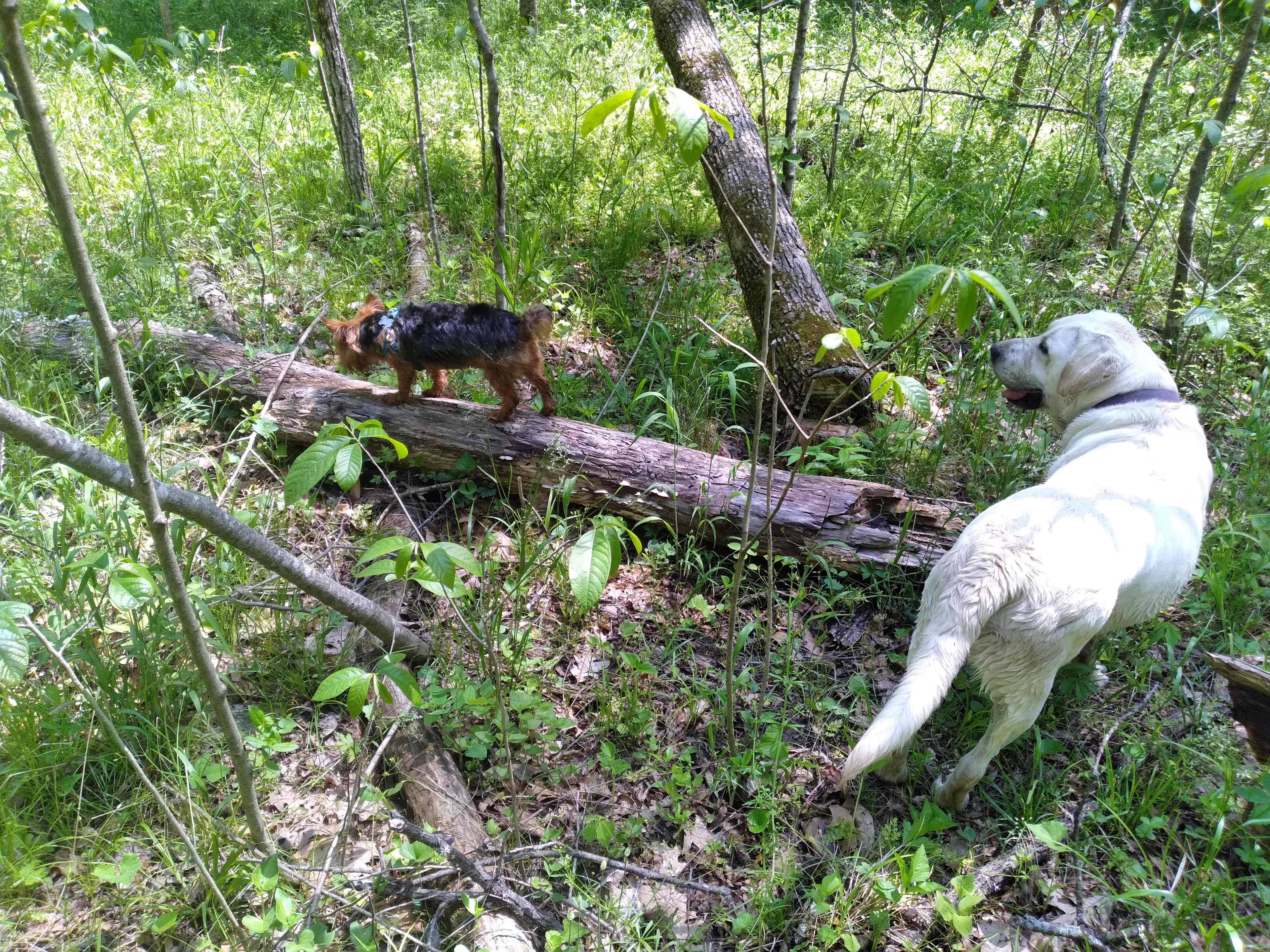 Maya Creek