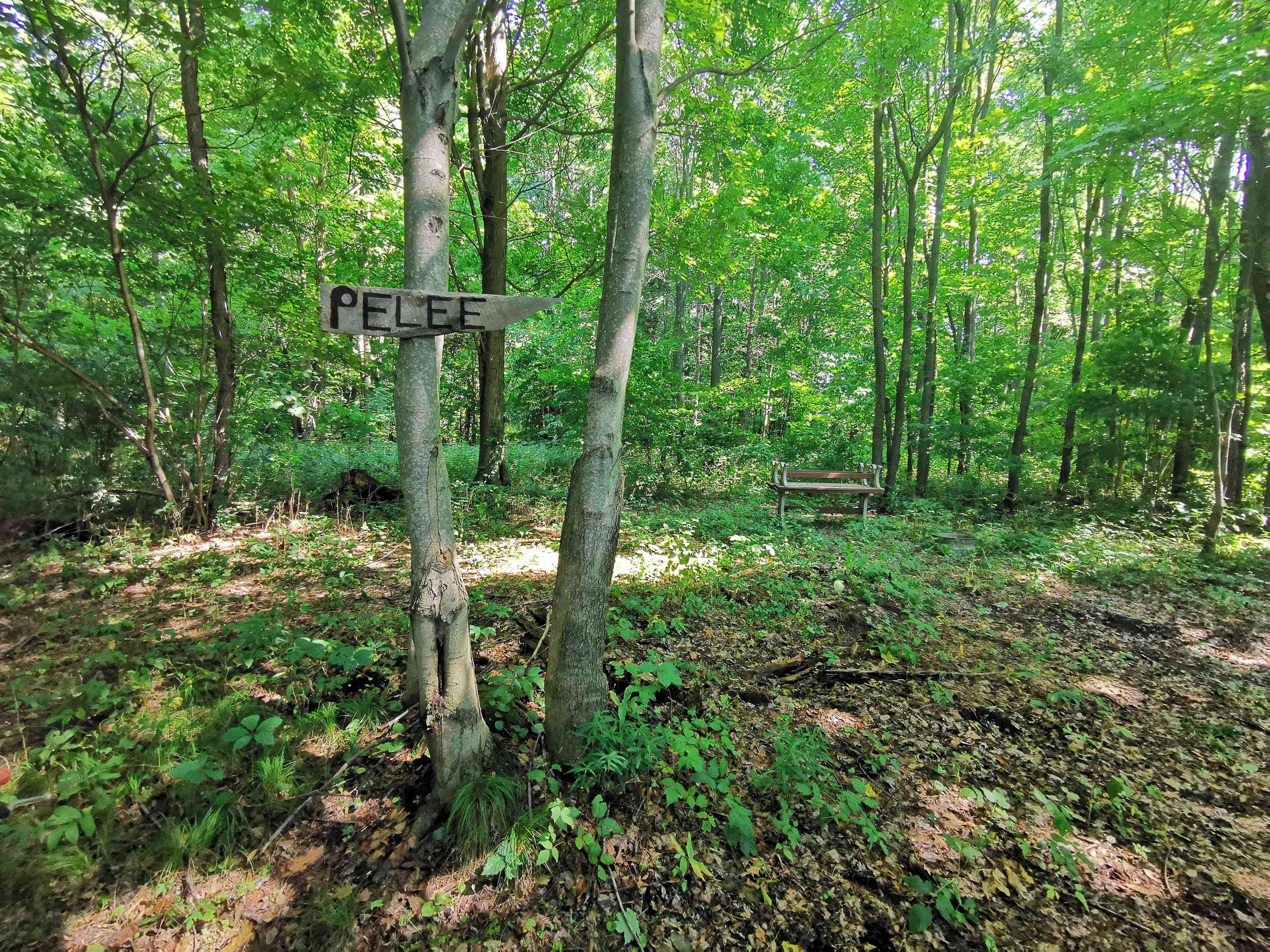 Spring Arbour Magic Forest &Trails!