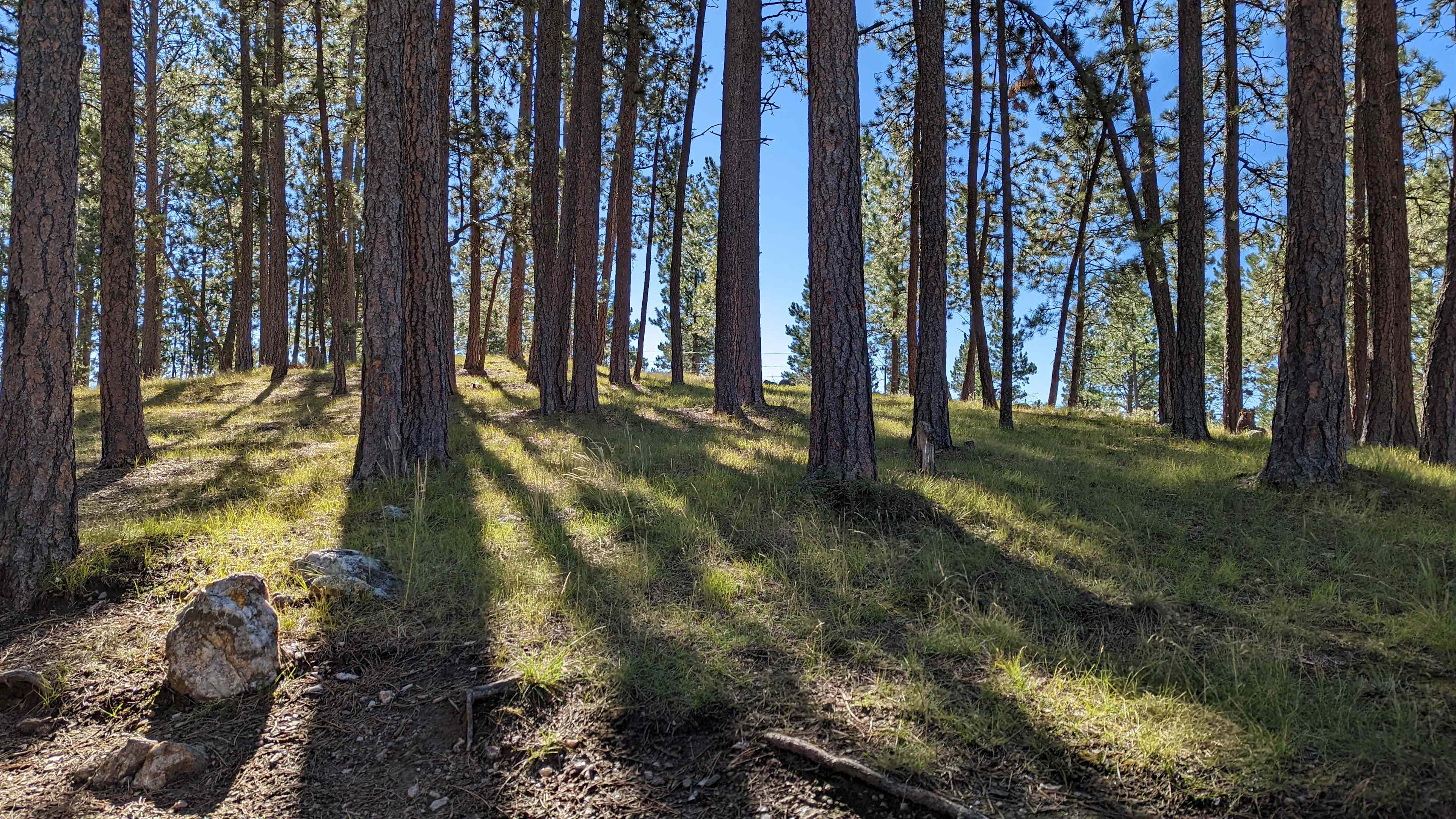 Uphill from site 80