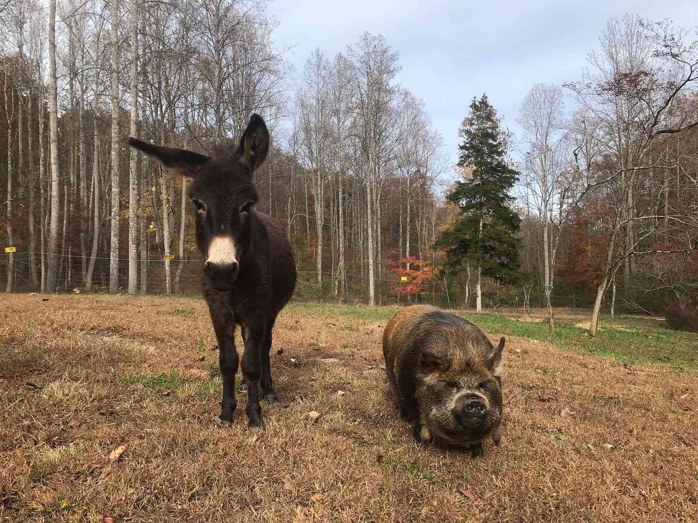 Come meet Buster and George on a farm tour while staying at Butterfly Camp!