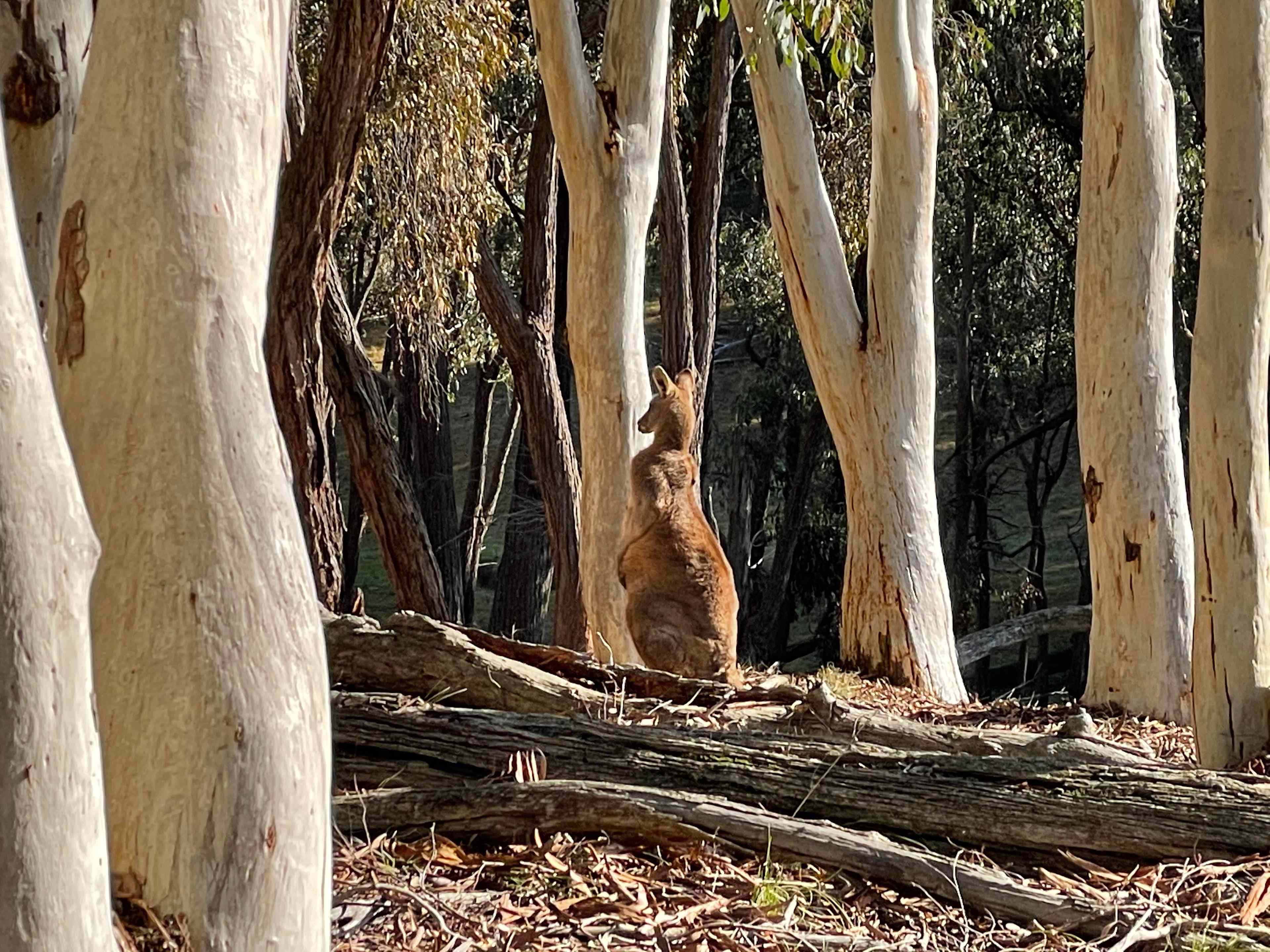Coots Creek Campground