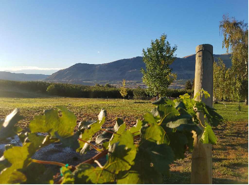 Bianchi Vineyards RV Site
