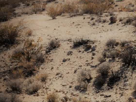 sanctuary night desert
