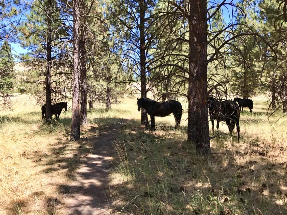Wild Horse Island State Park