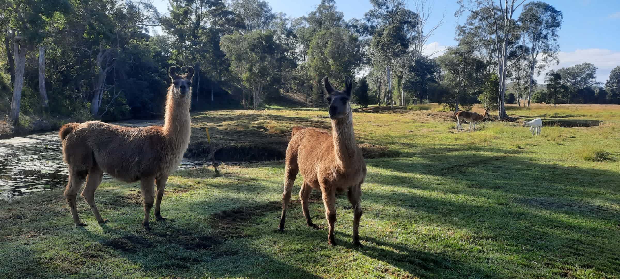 Macallon Farm Stay