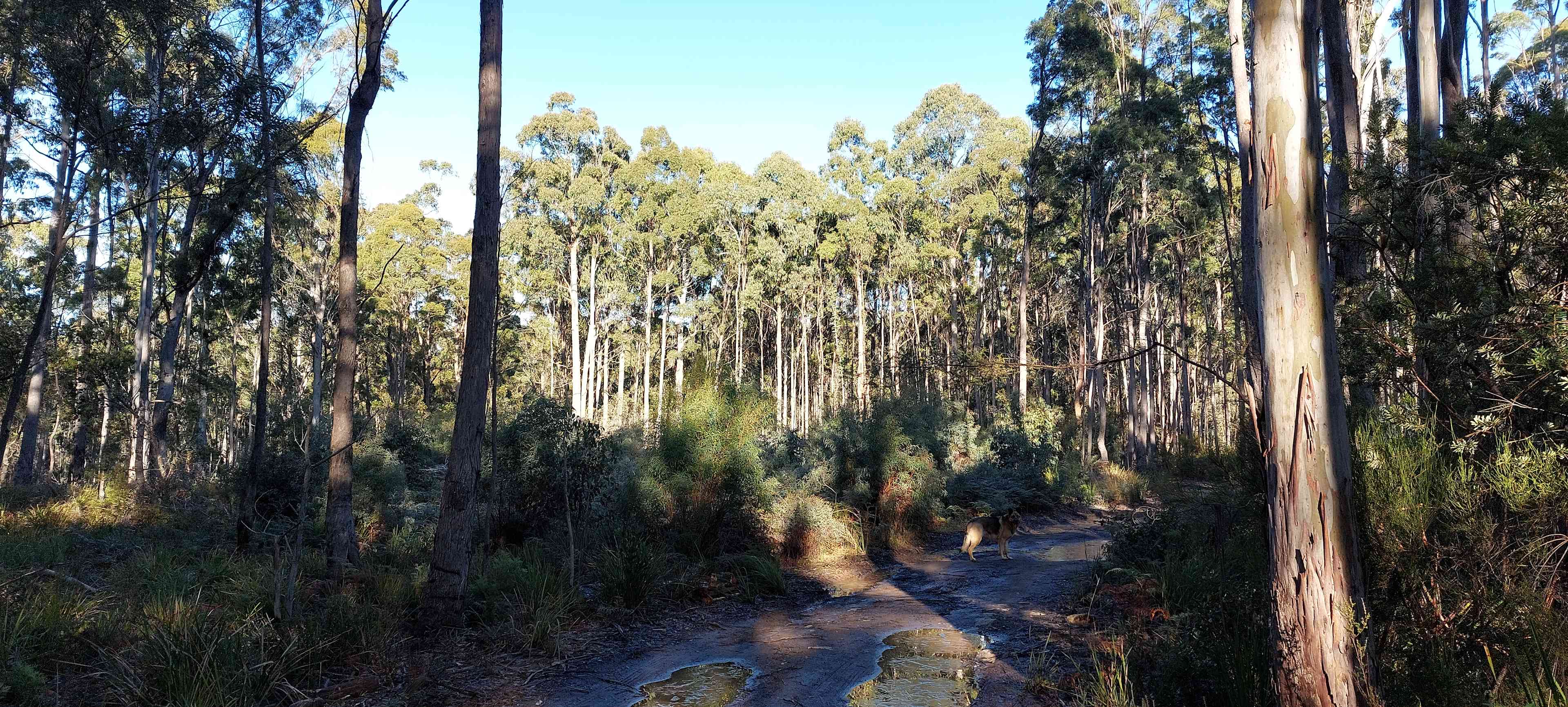 The Forest