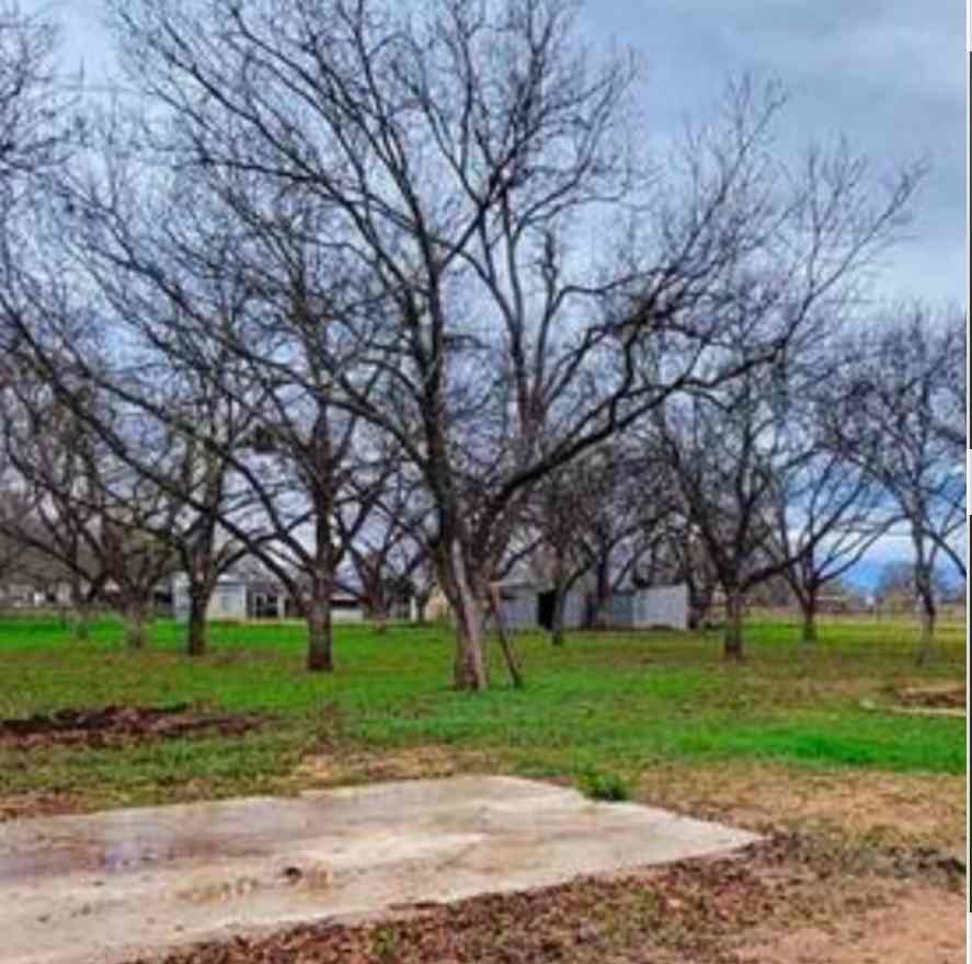 Mini One Acre Pecan Orchard