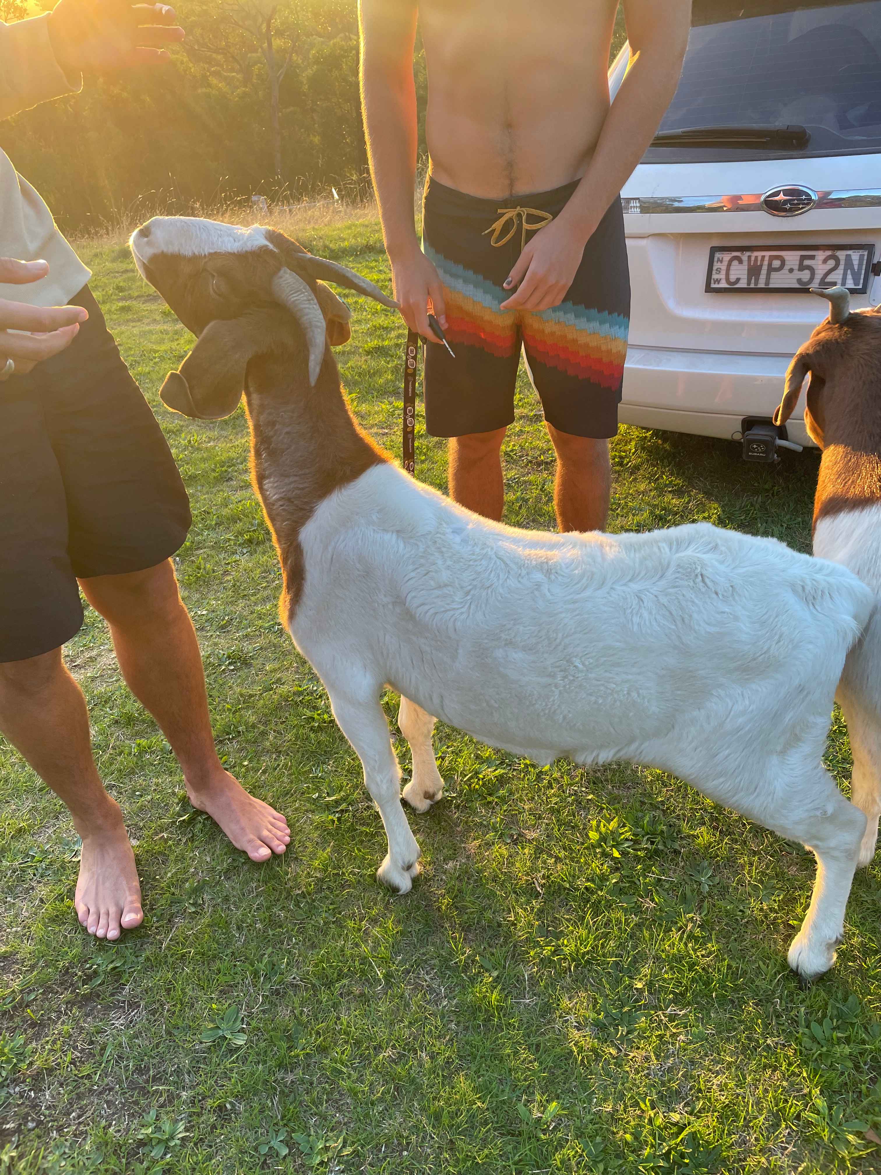 Goat Mountain