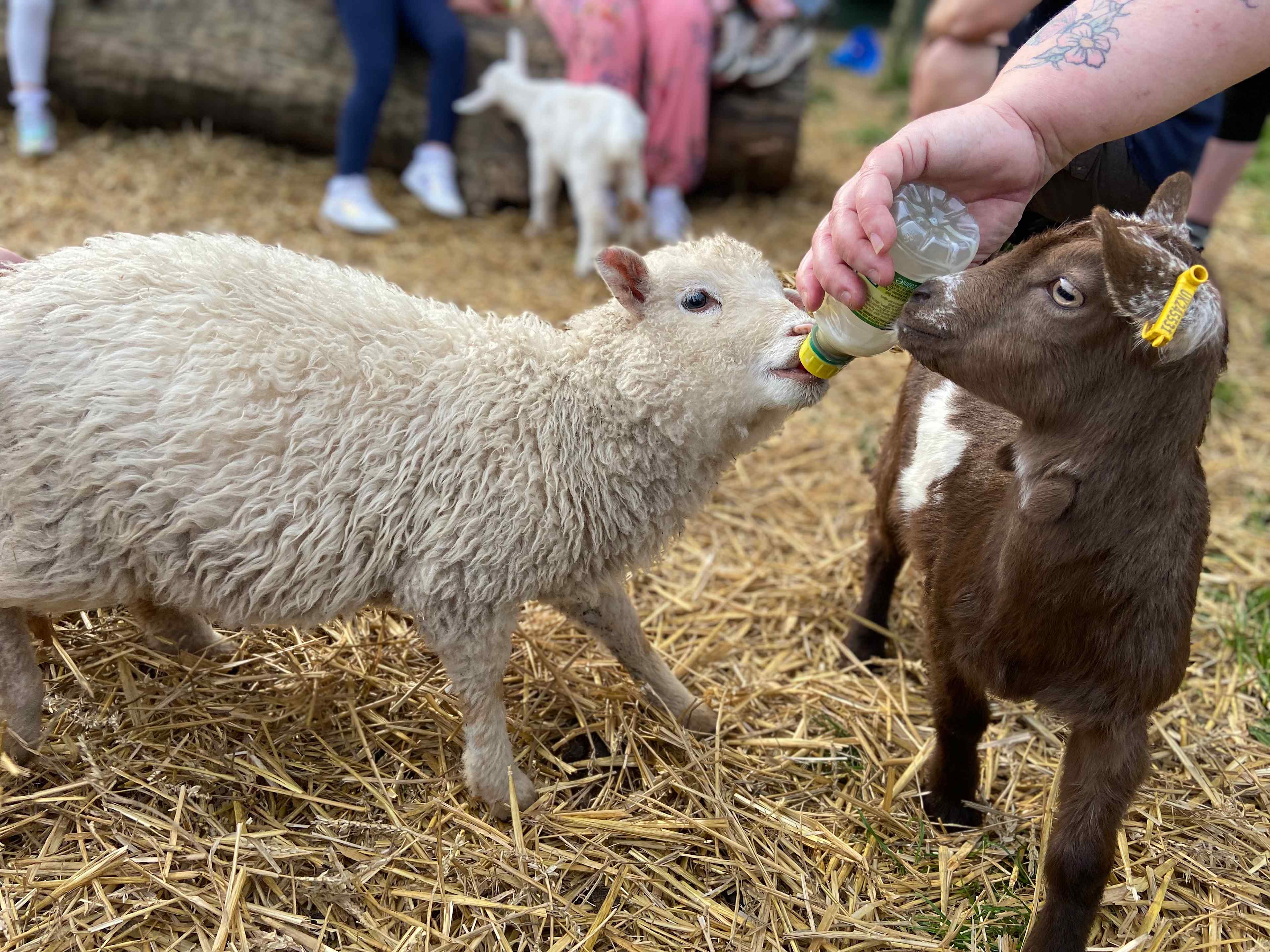 Daisy May’s Farm