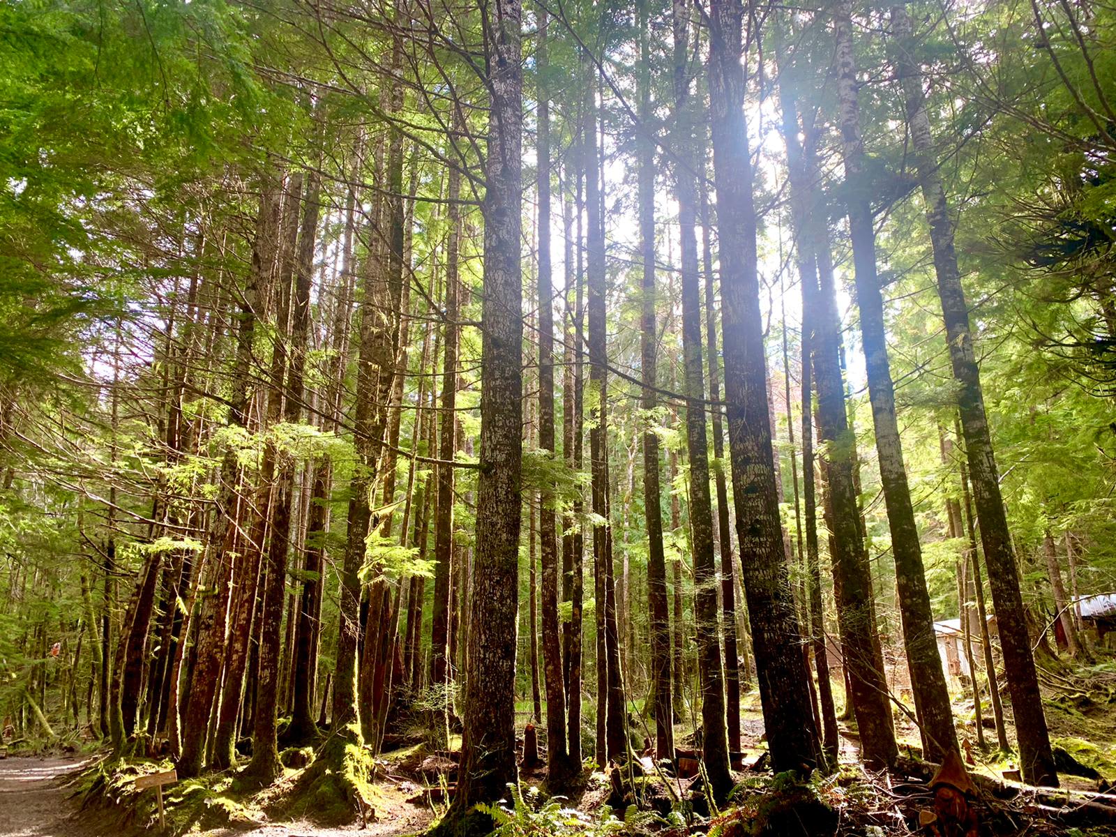 Camp in the sol duc rainforest one mile from the hotsprings park entrance an lake crescent.  Enjoy covered outdoor kitchens an hot showers. Located at mile 35.5 of the Olympic discovery trail. Tent deck 10 by 10 ft. 