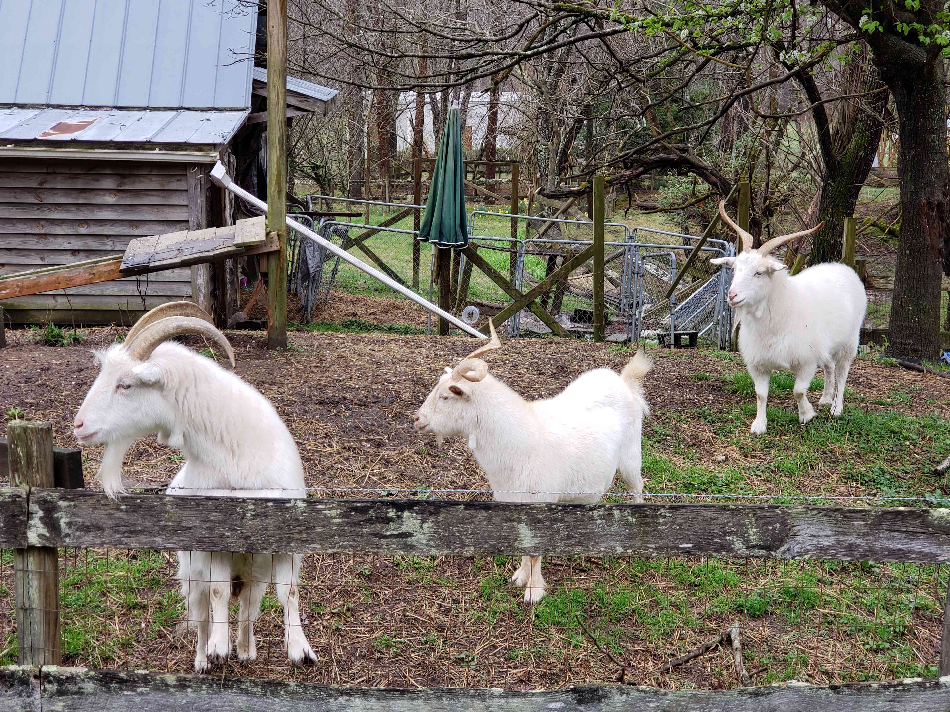 Kdar farm