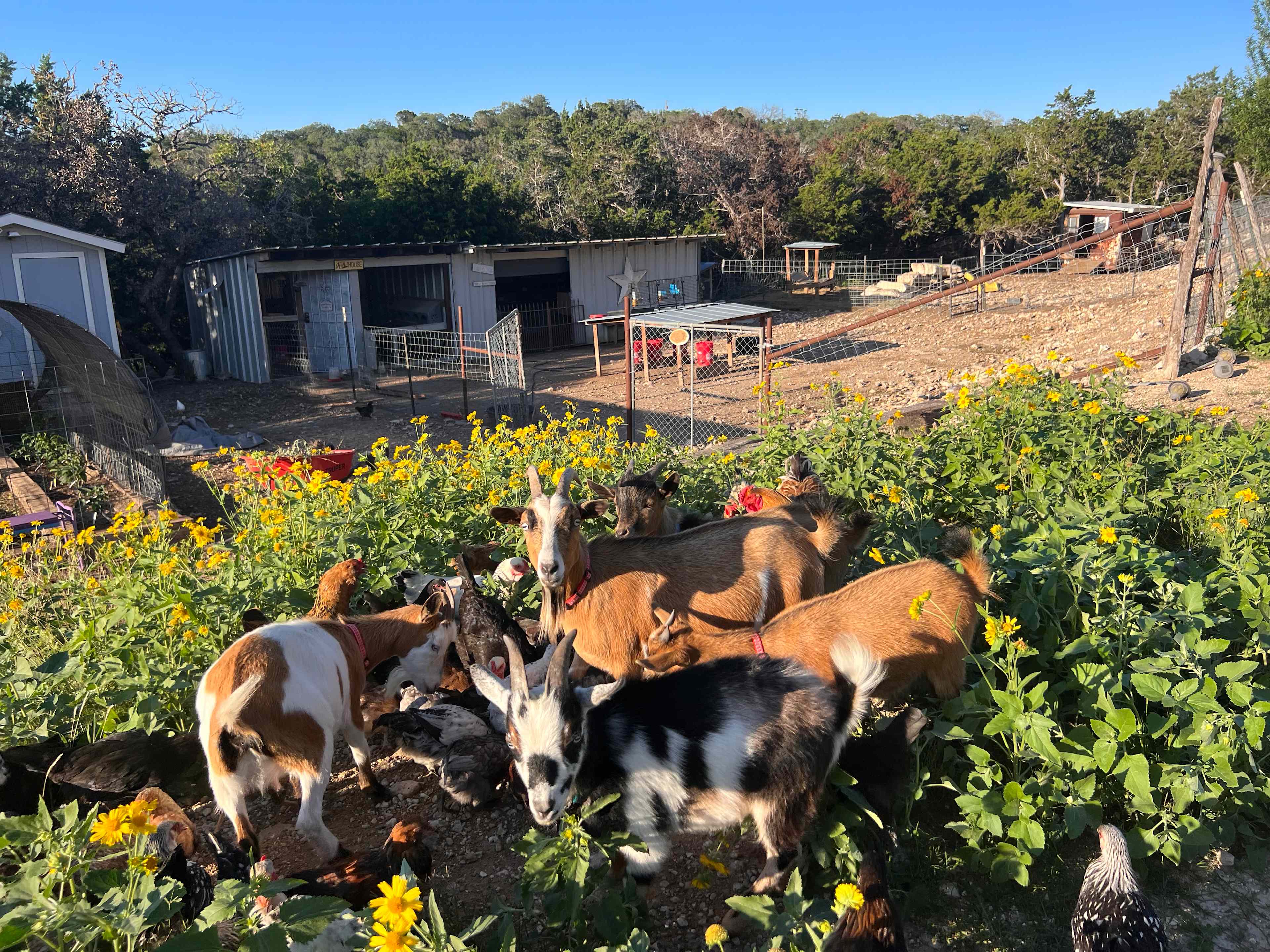 Lala Land Farms