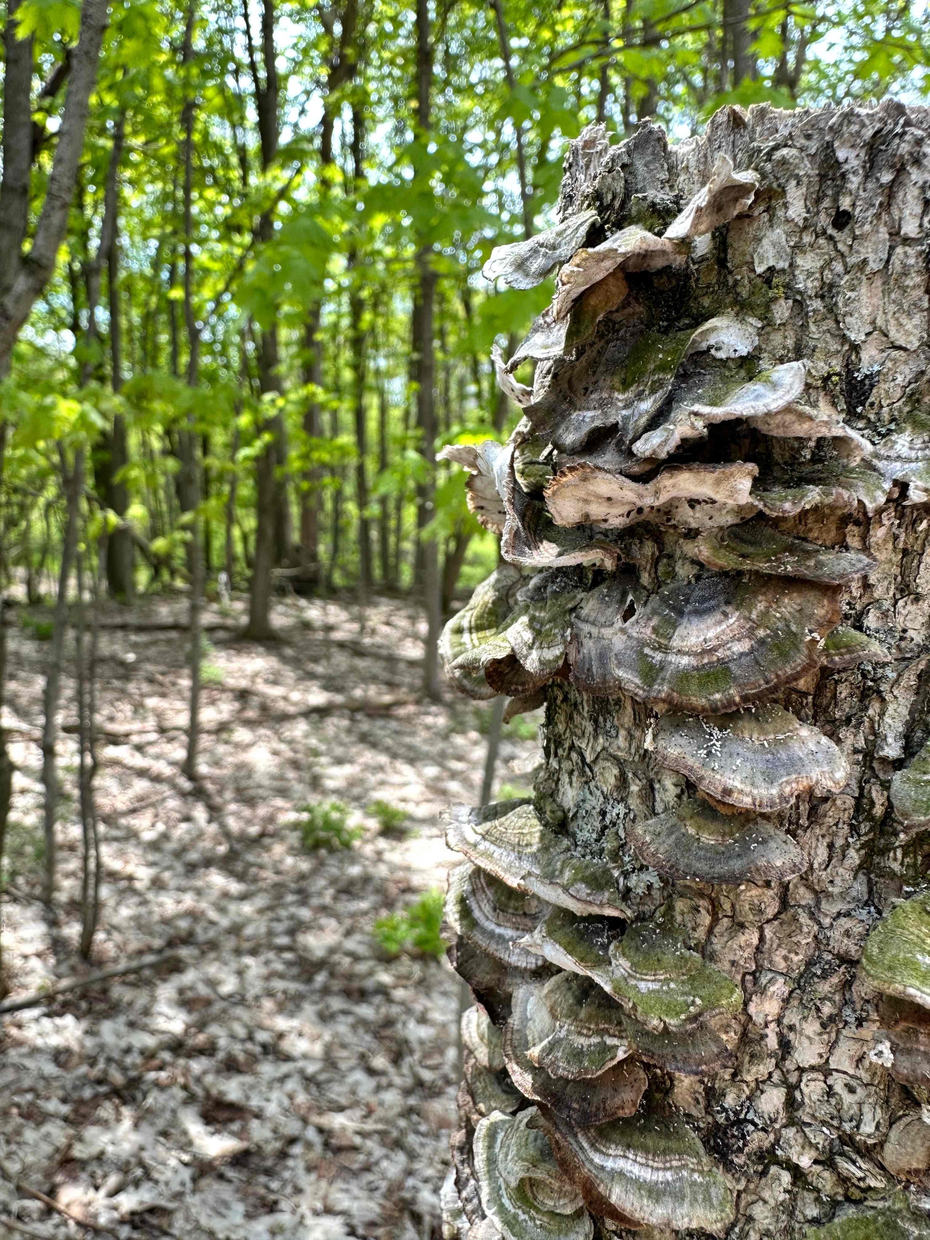 Greenacres Forest and Trails