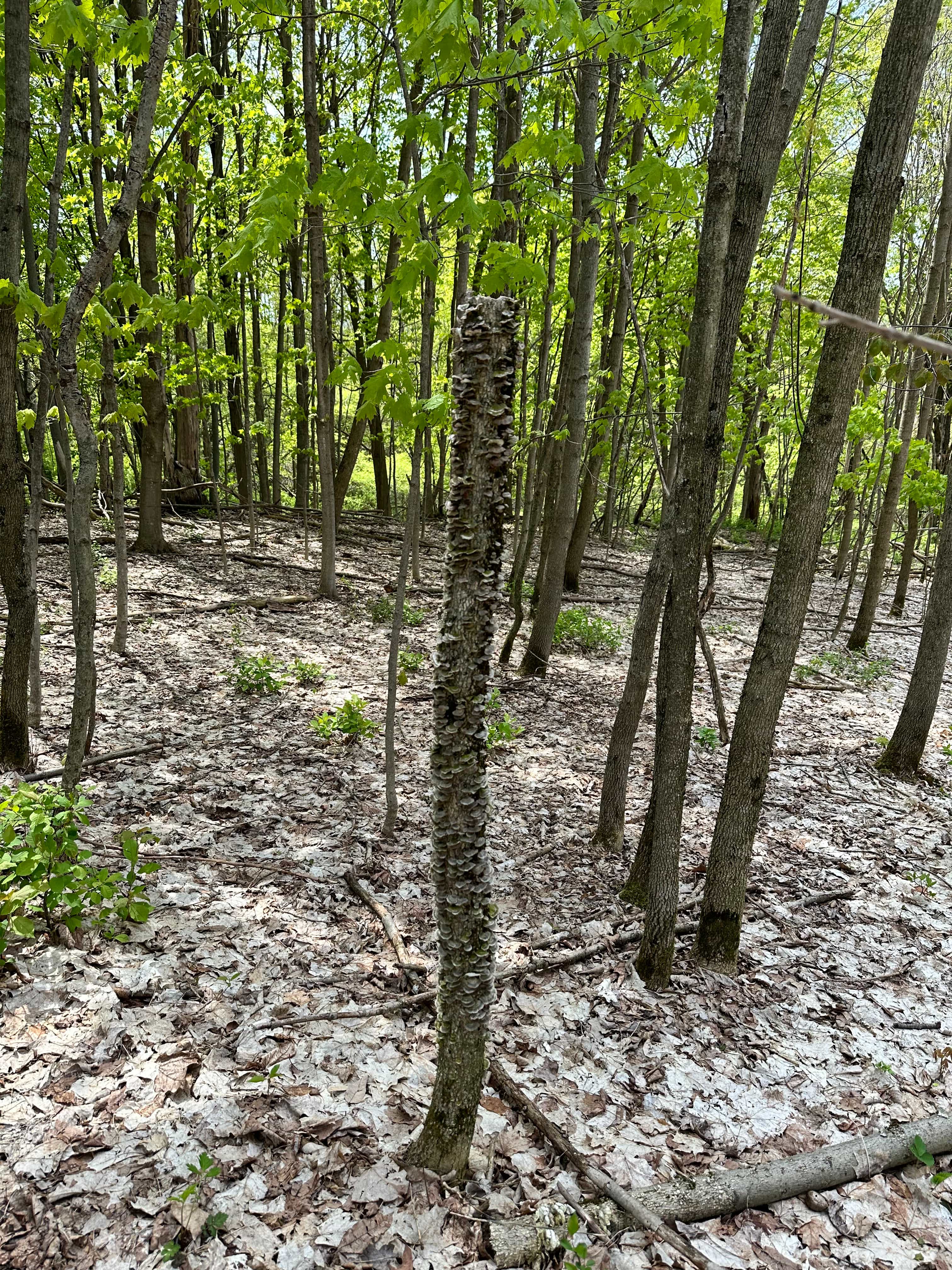 Greenacres Forest and Trails